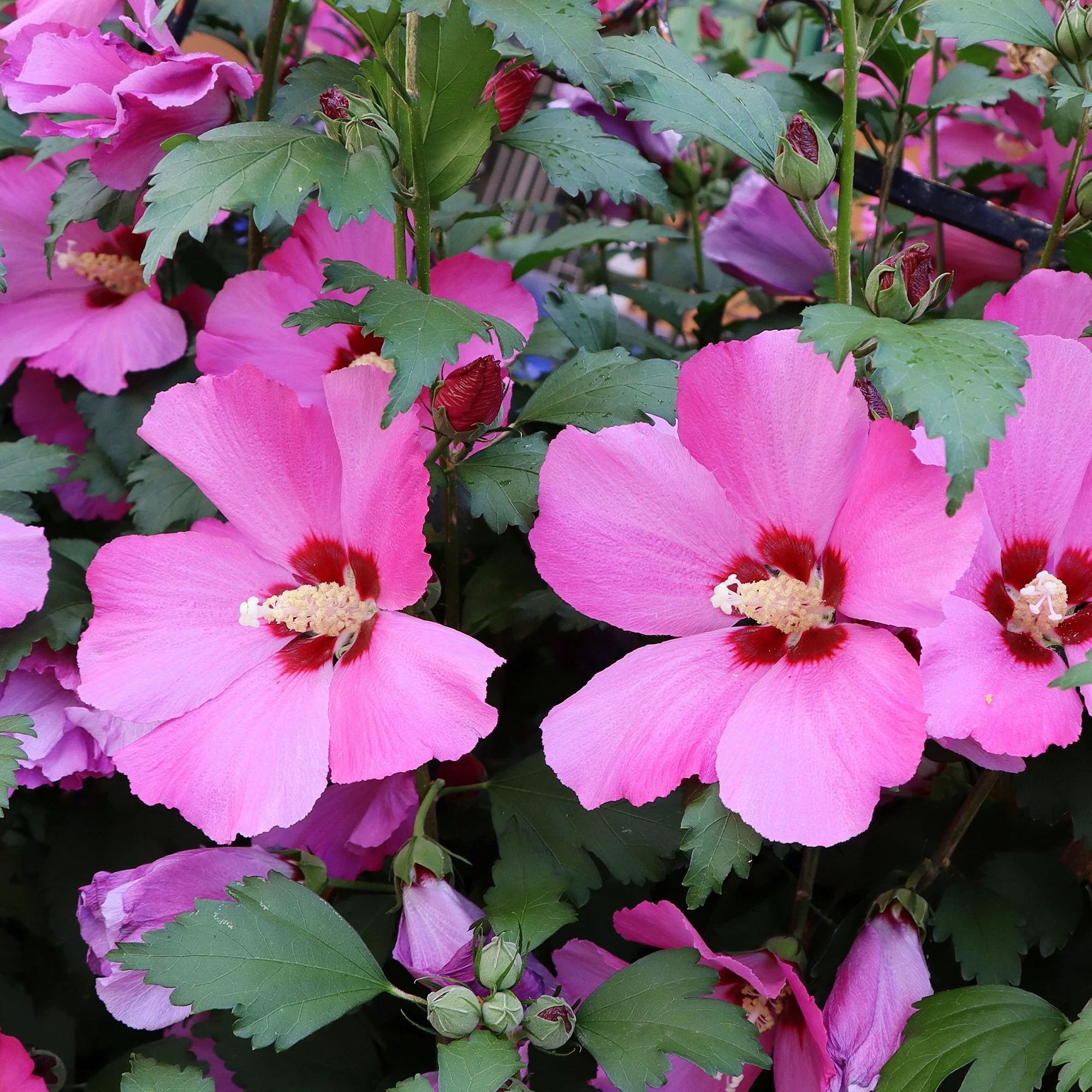 Hibiscus Flower Tower Ruby ®