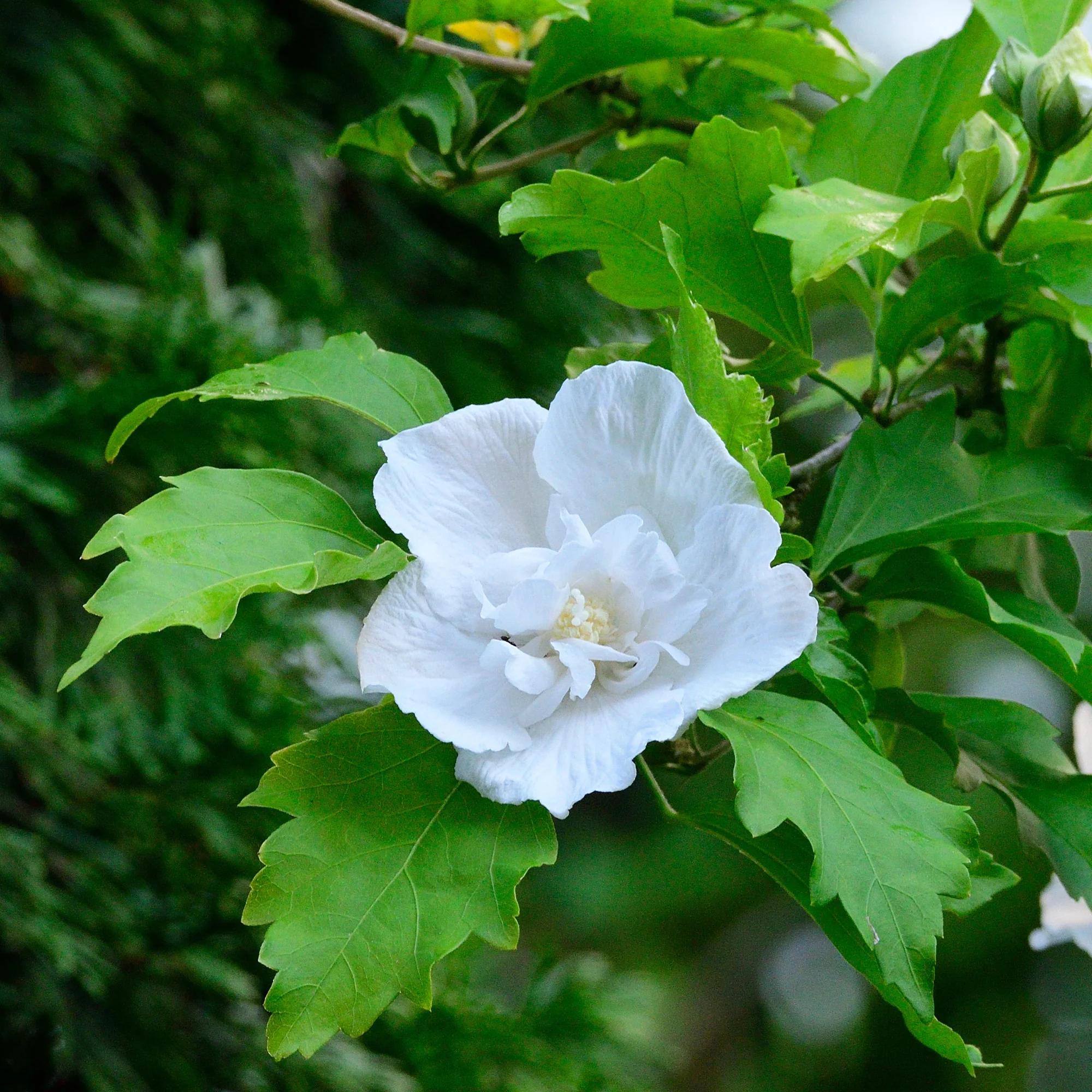 Hibiscus Flower Tower White ®
