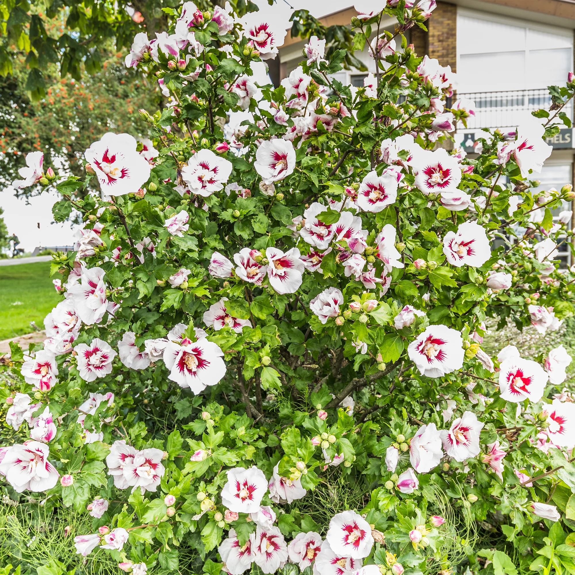 Hibiscus Hamabo