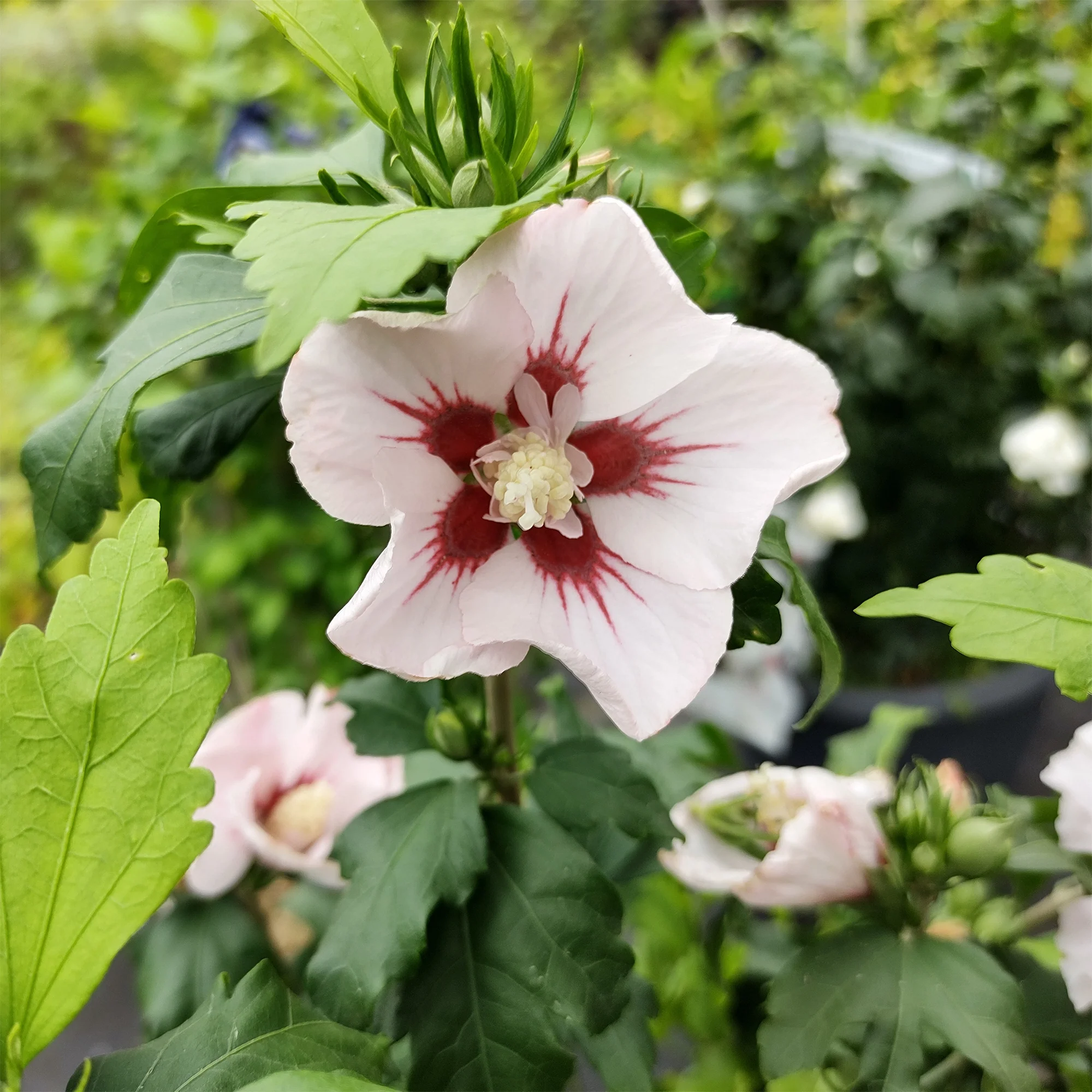 Hibiscus Hamabo - Image 2