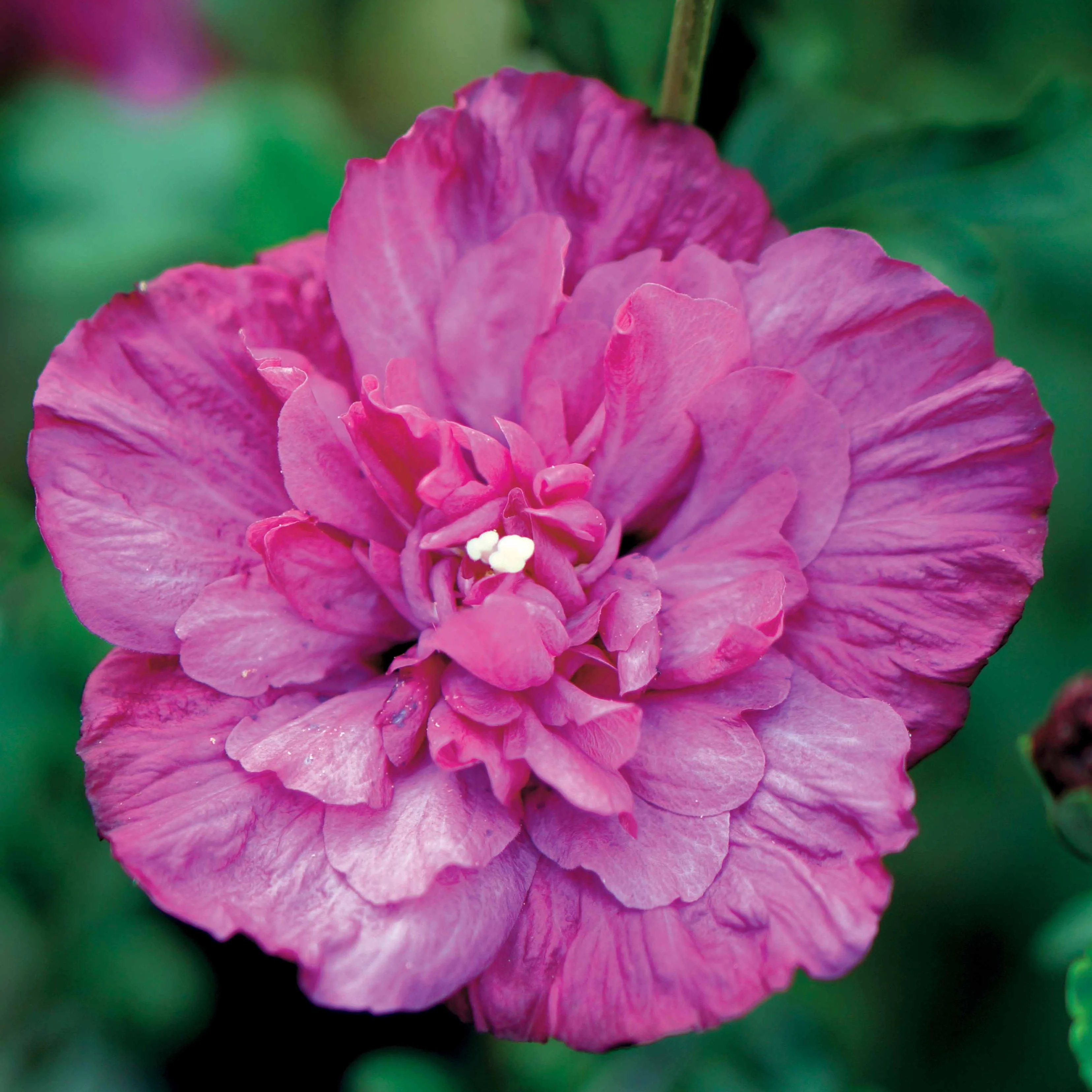 Hibiscus Magenta Chiffon - Image 2