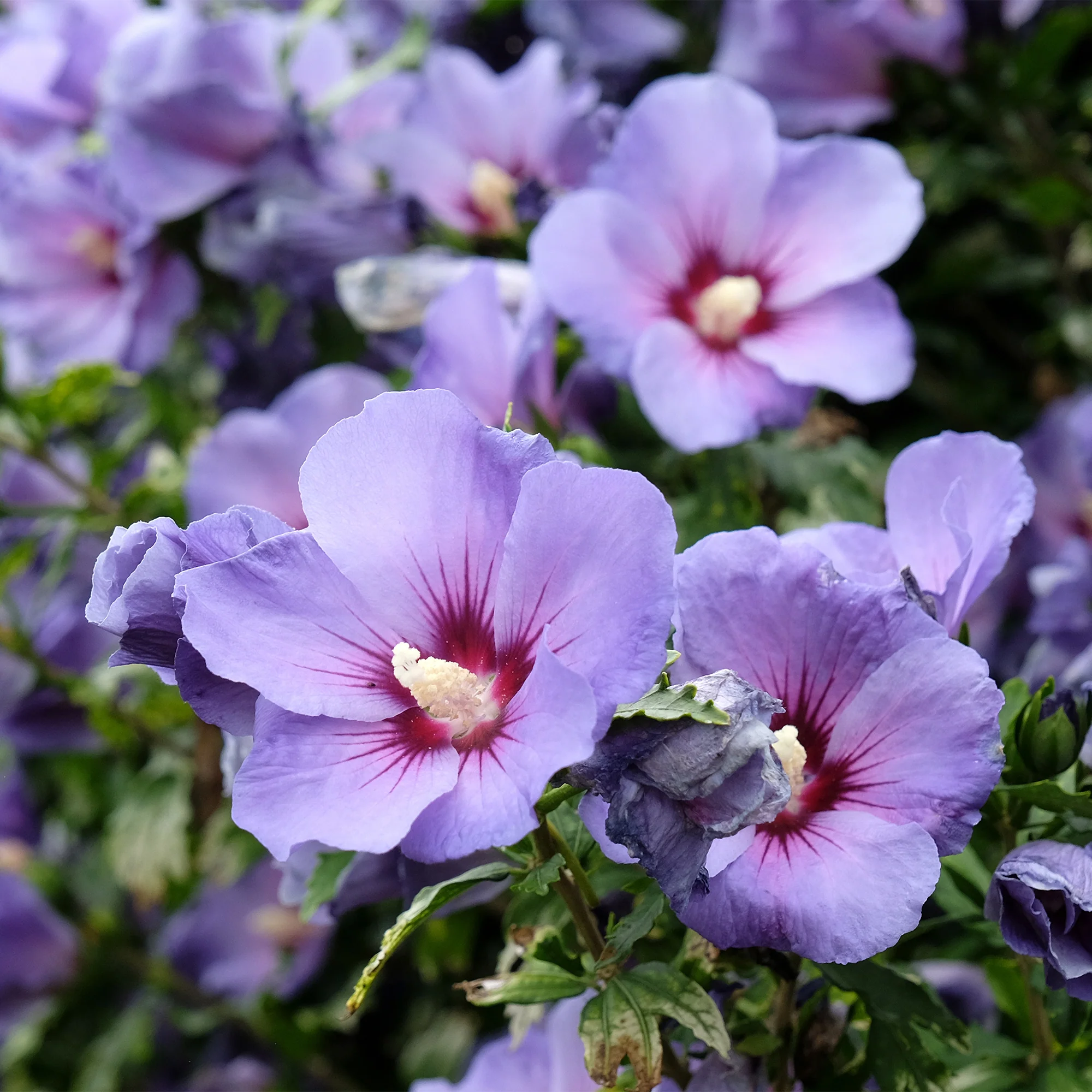 Hibiscus Oiseau Bleu