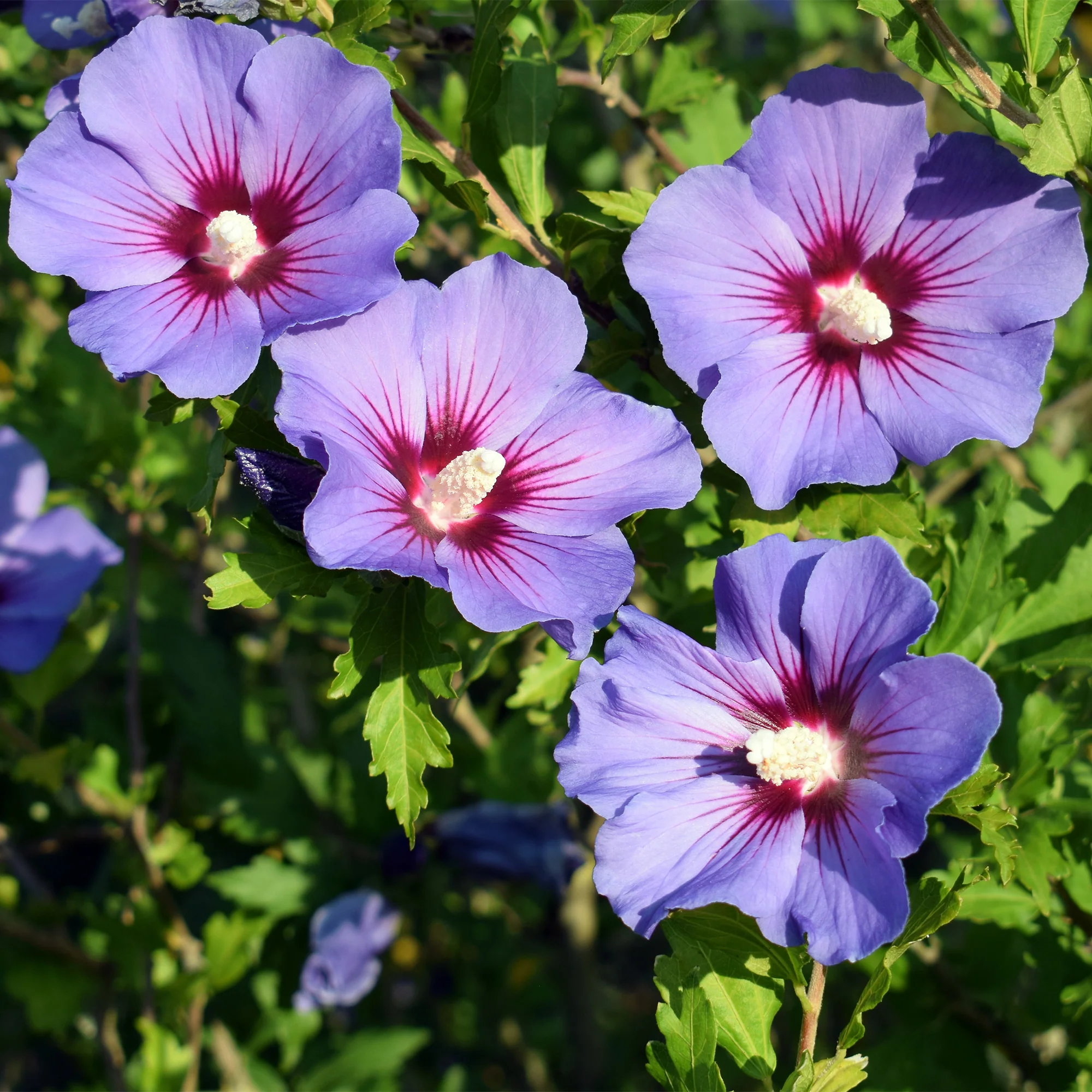 Hibiscus Oiseau Bleu - Image 2
