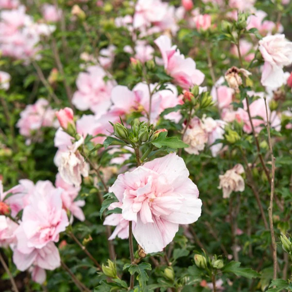 Hibiscus Pink Chiffon - Image 2