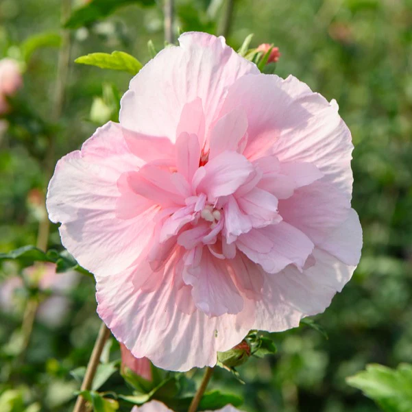 Hibiscus Pink Chiffon - Image 3