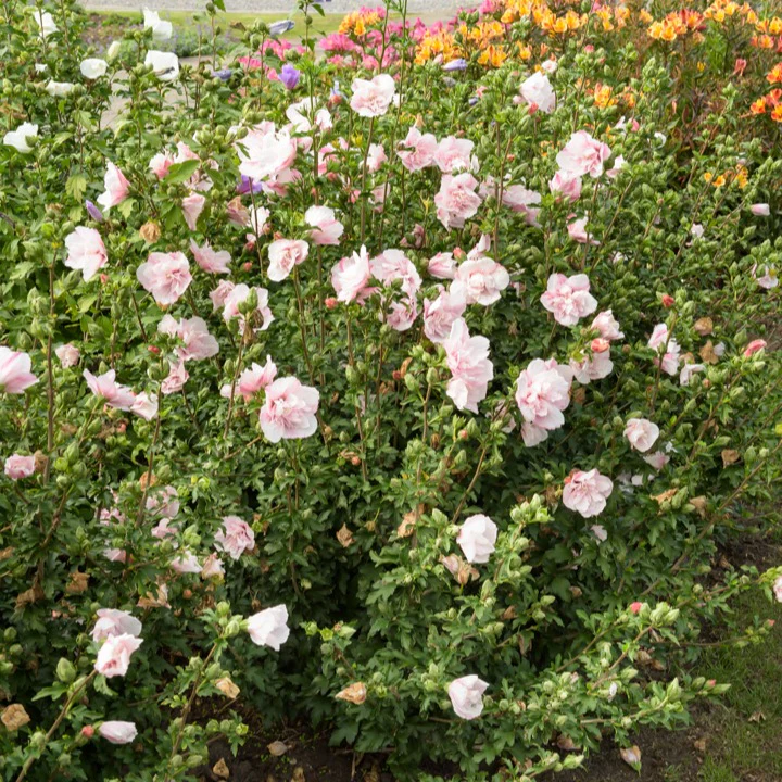 Hibiscus Pink Chiffon - Image 4