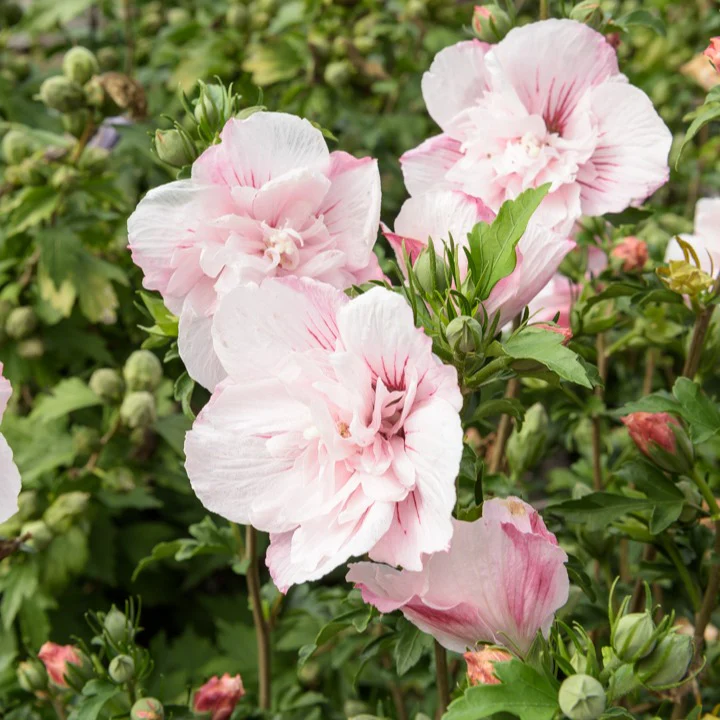 Hibiscus Pink Chiffon - Image 5
