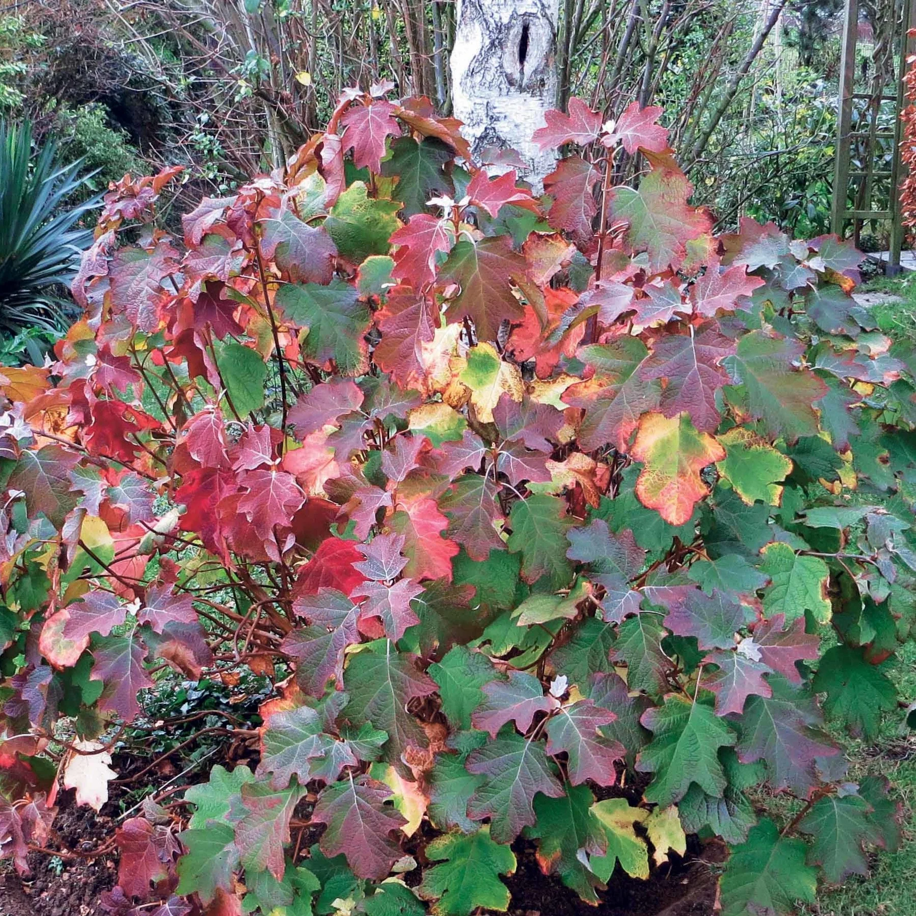 Hortensia à feuilles de chêne