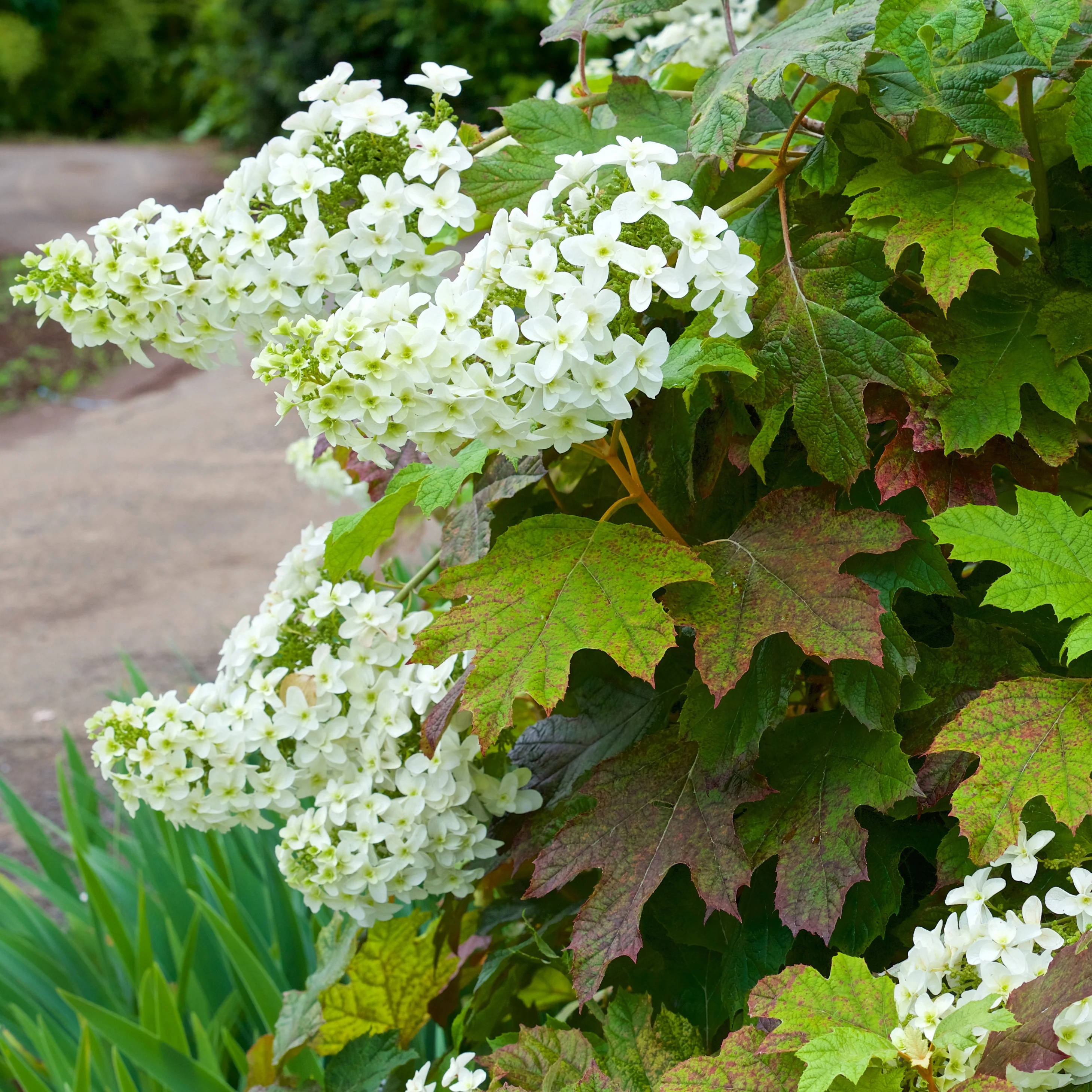 Hortensia à feuilles de chêne - Image 2
