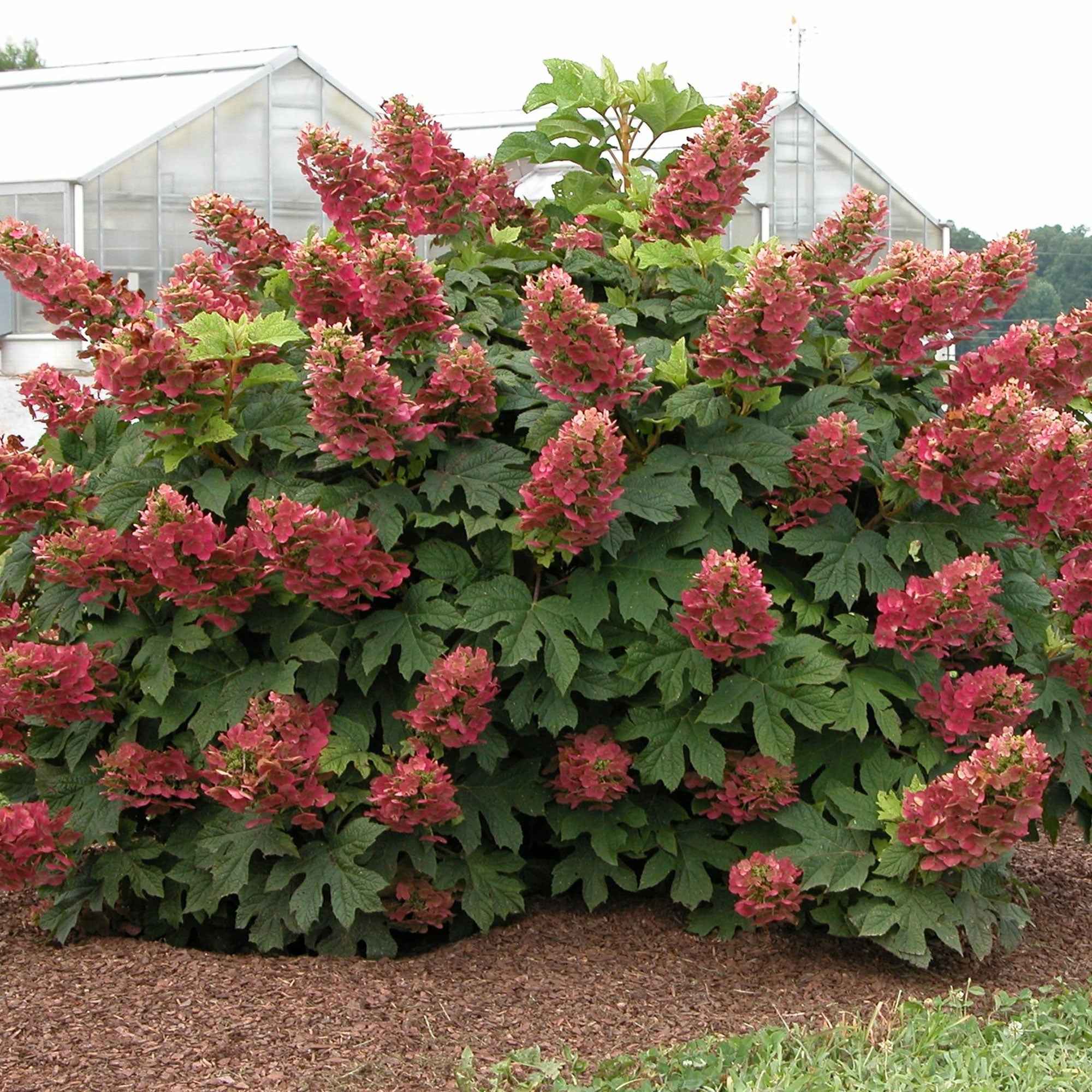 Hortensia à feuilles de chêne 'Ruby Slippers'®