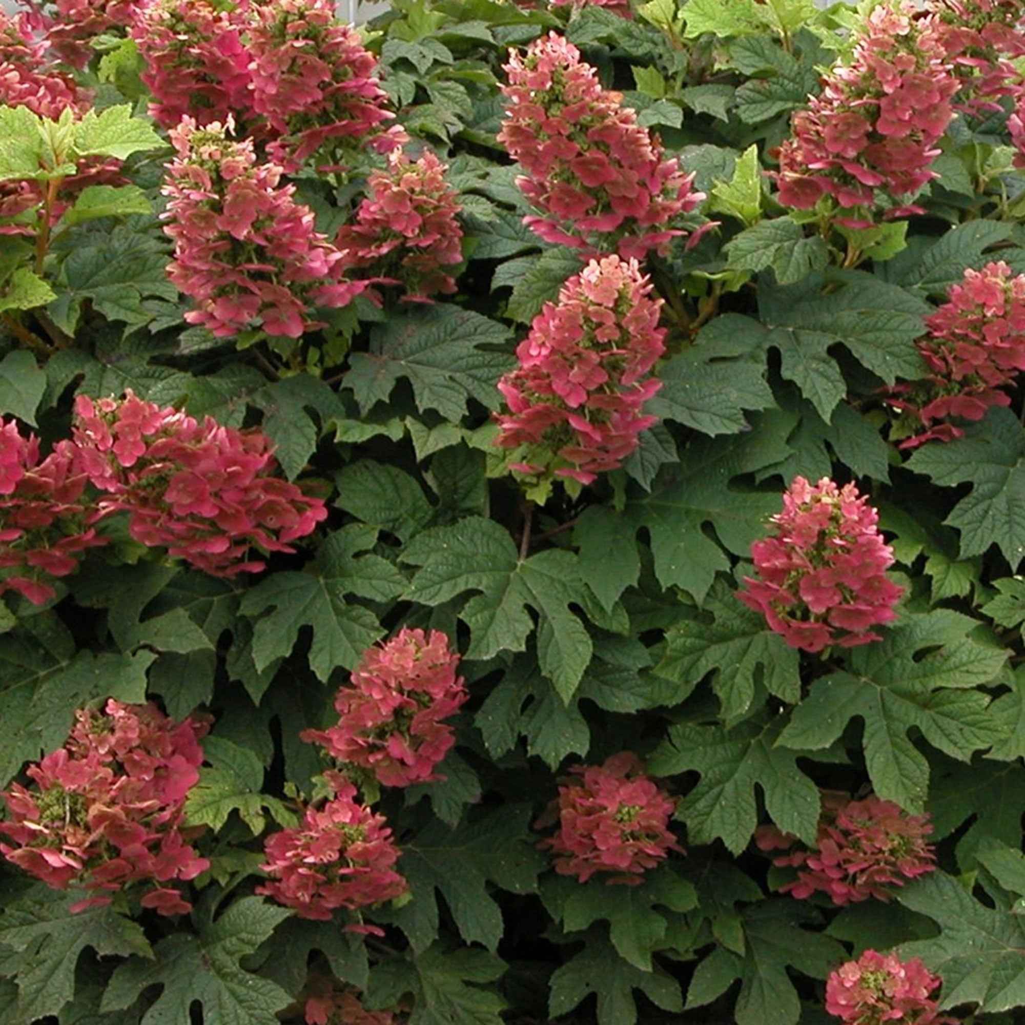 Hortensia à feuilles de chêne 'Ruby Slippers'® - Image 2