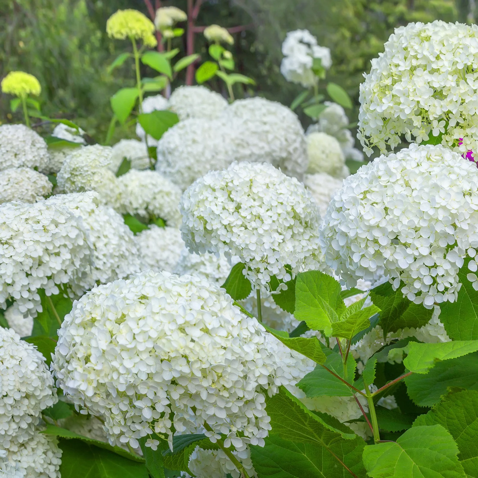 Hortensia 'Annabelle' - Image 4