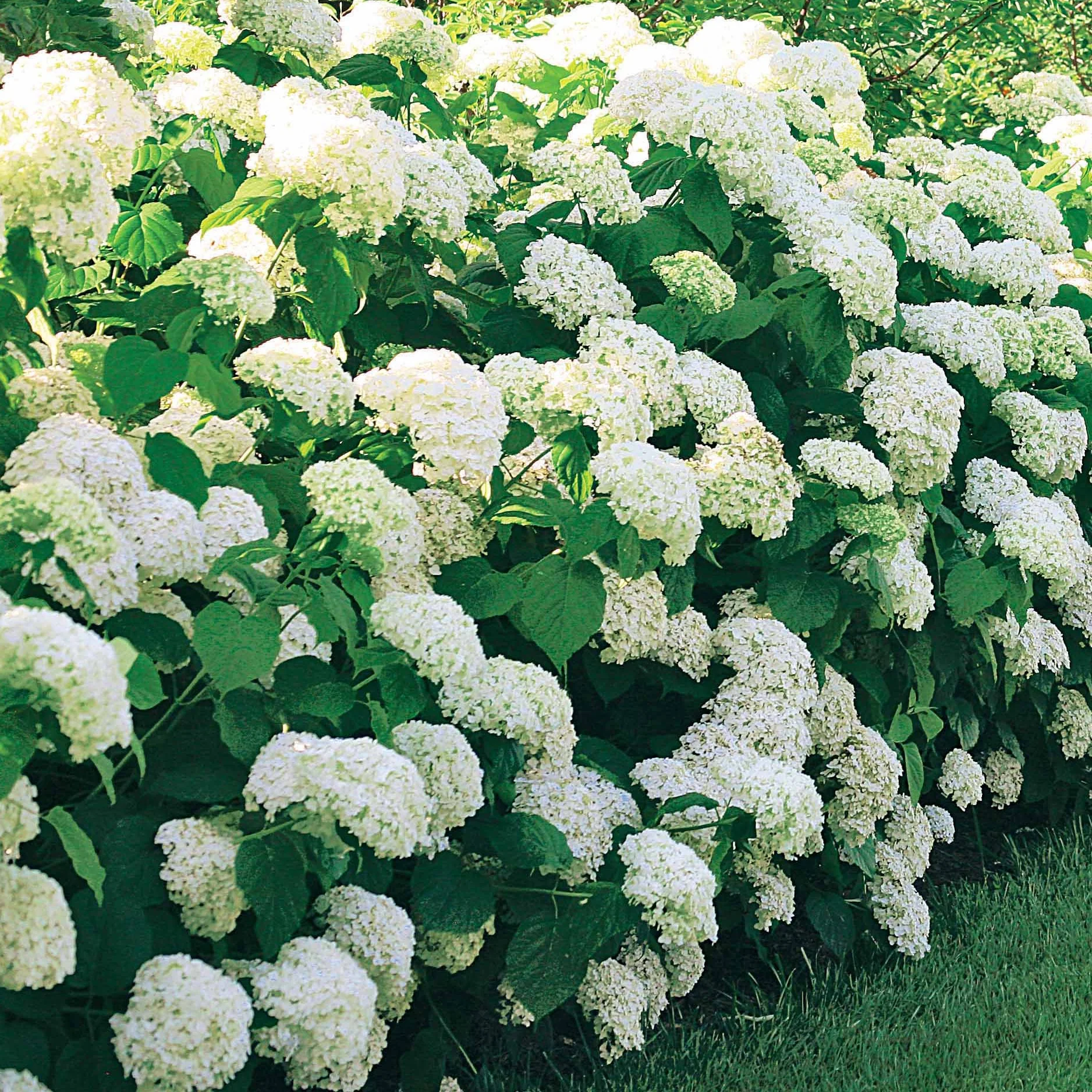Hortensia 'Annabelle' - Image 6
