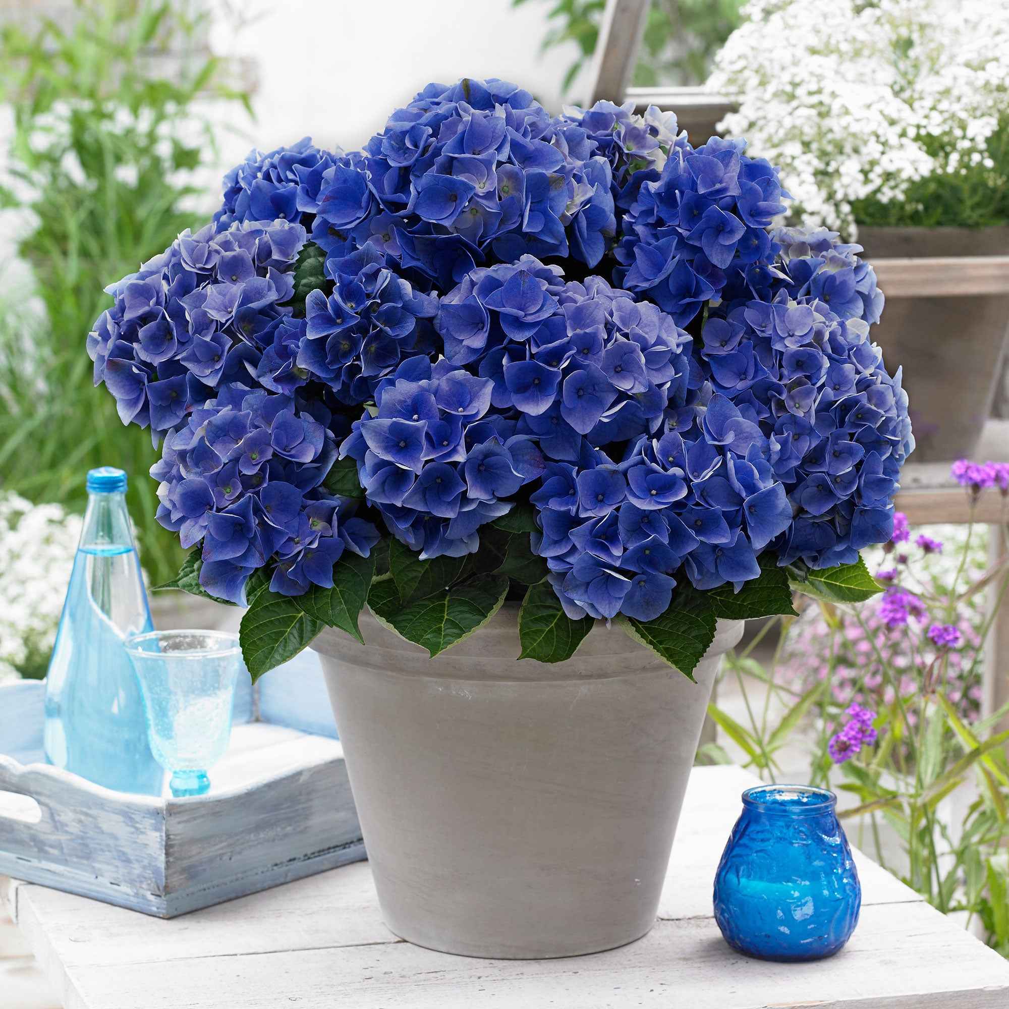 Hortensia 'Blue Boogie Woogie'®