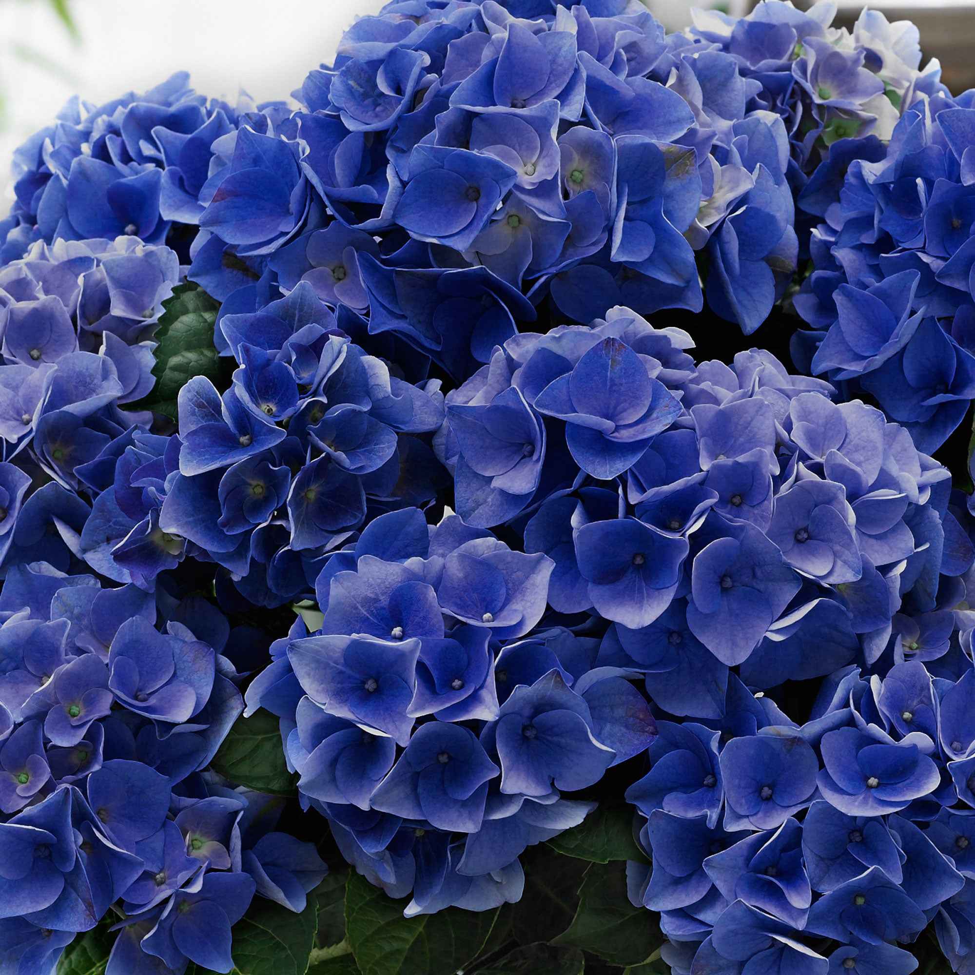Hortensia 'Blue Boogie Woogie'® - Image 2