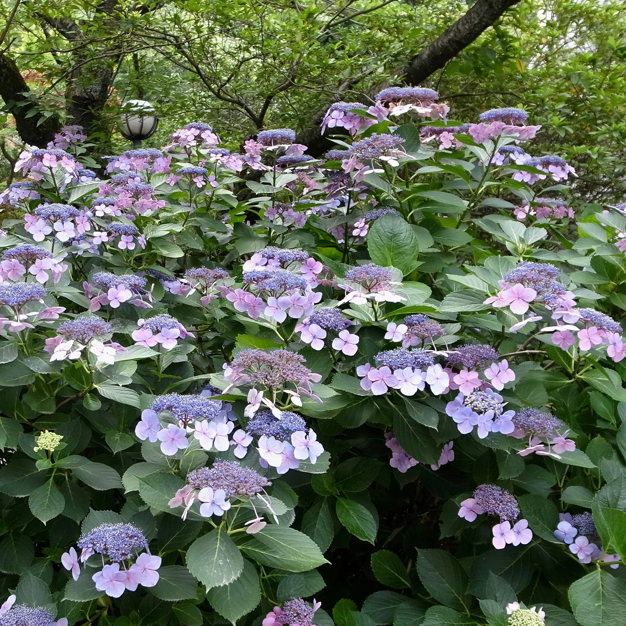 Hortensia Blueberry Cheesecake