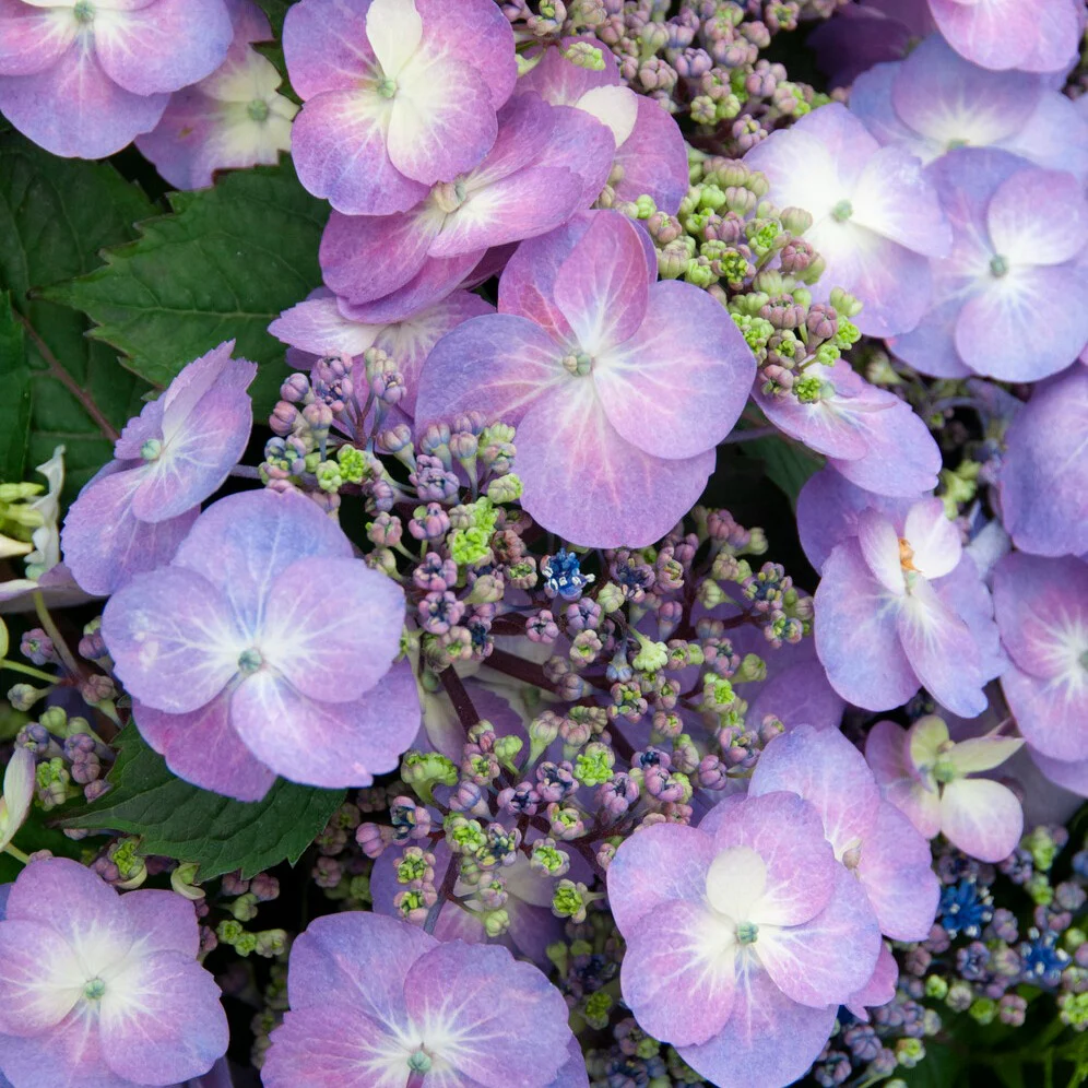 Hortensia Blueberry Cheesecake - Image 2