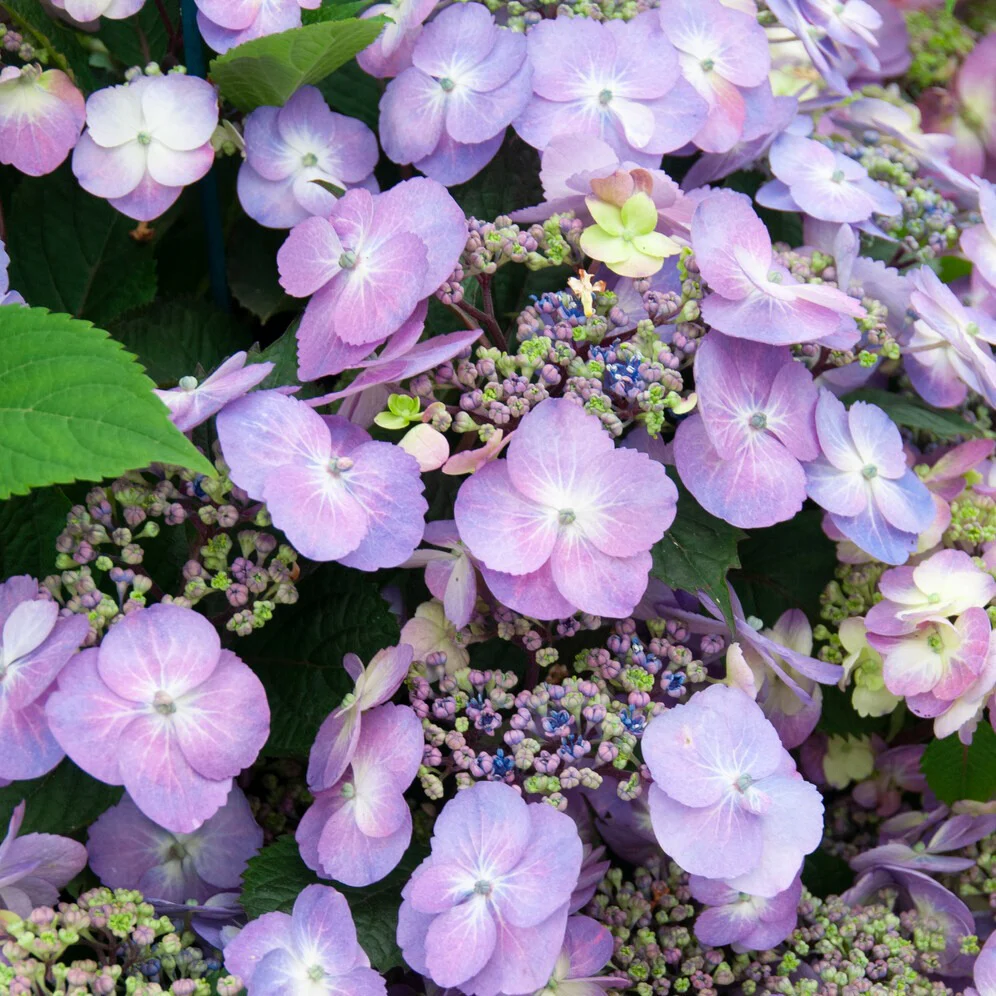 Hortensia Blueberry Cheesecake - Image 3