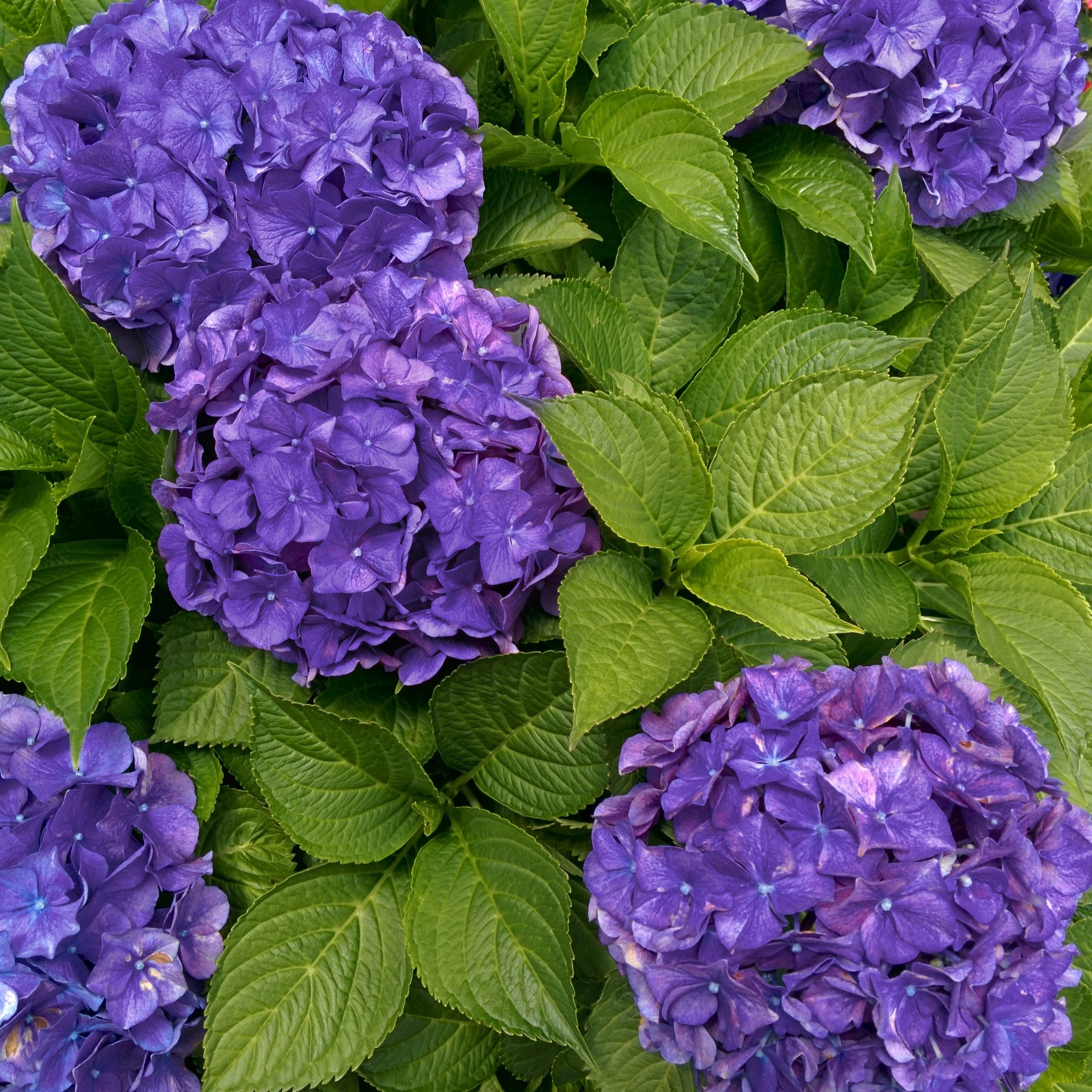 Hortensia 'Deep Purple Dance'
