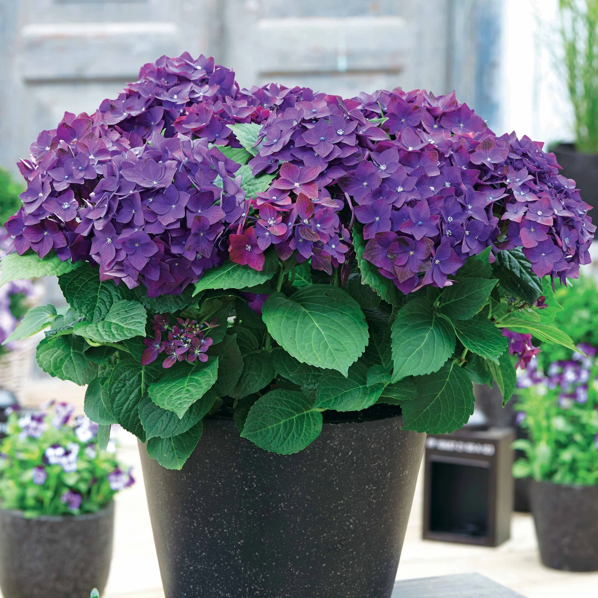Hortensia 'Deep Purple Dance' - Image 2