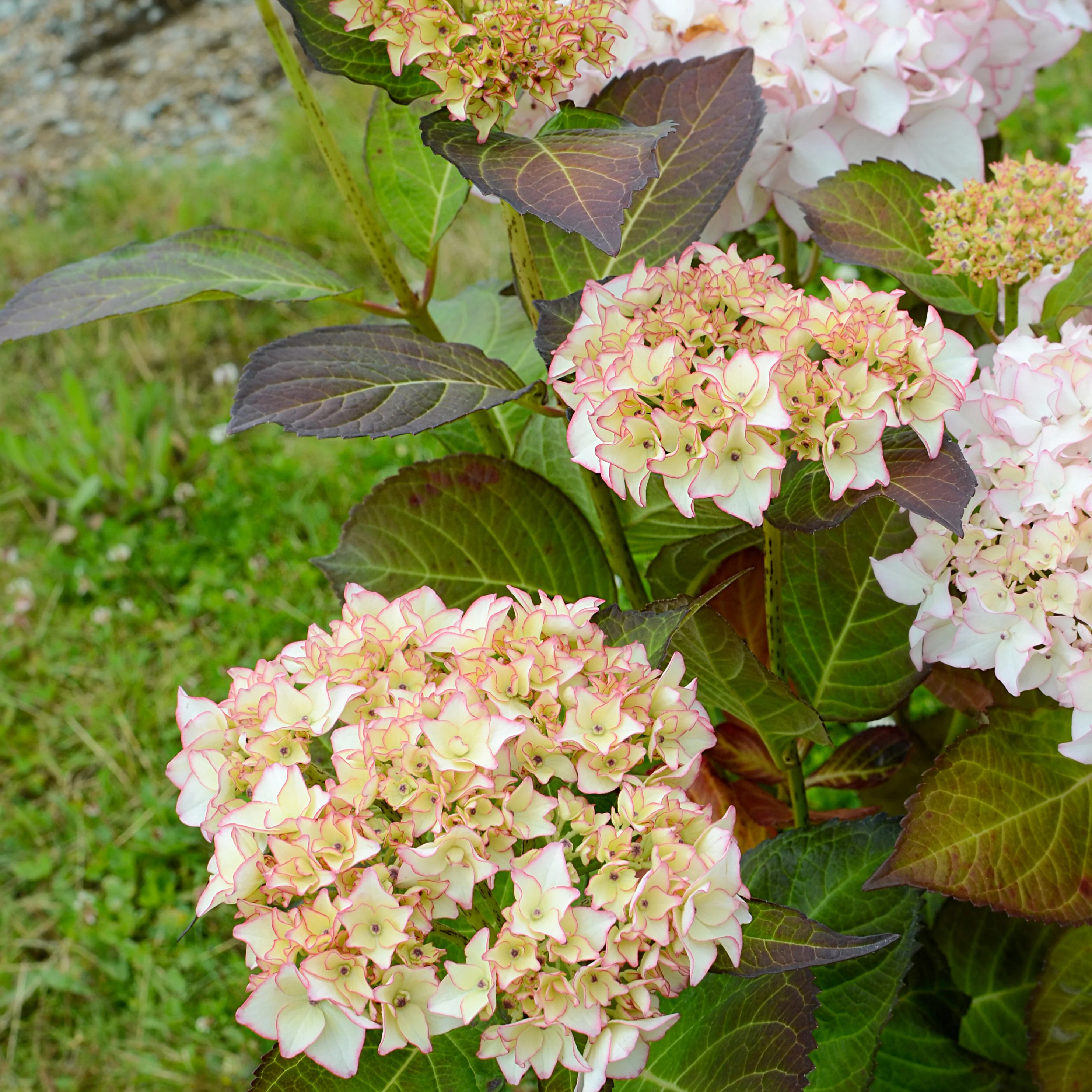 Hortensia Dolce ® France