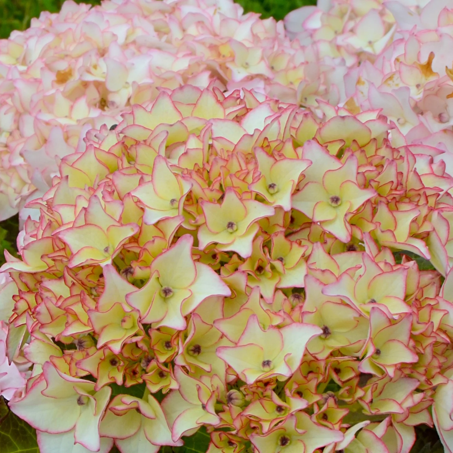 Hortensia Dolce ® France - Image 2