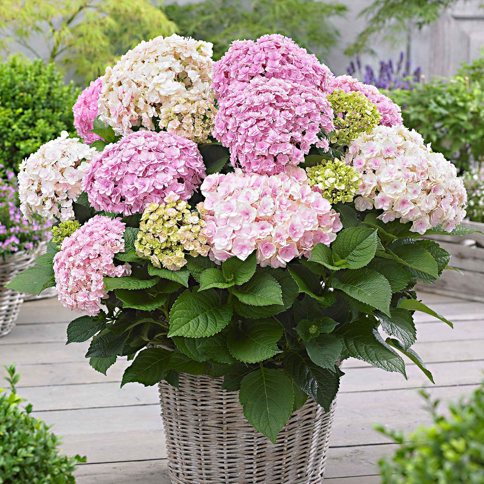 Hortensia 'Doppio Nuvola'