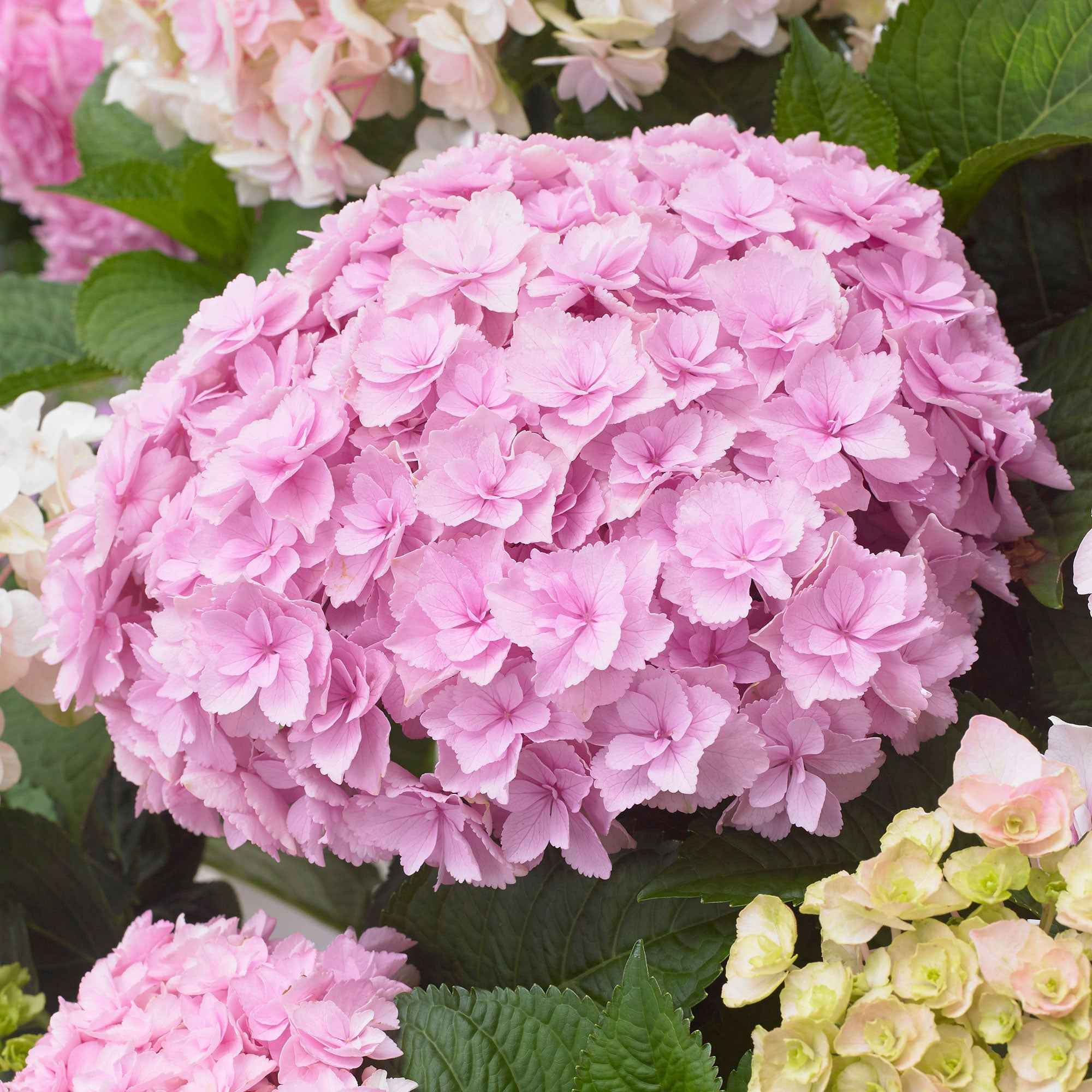 Hortensia 'Doppio Nuvola' - Image 2