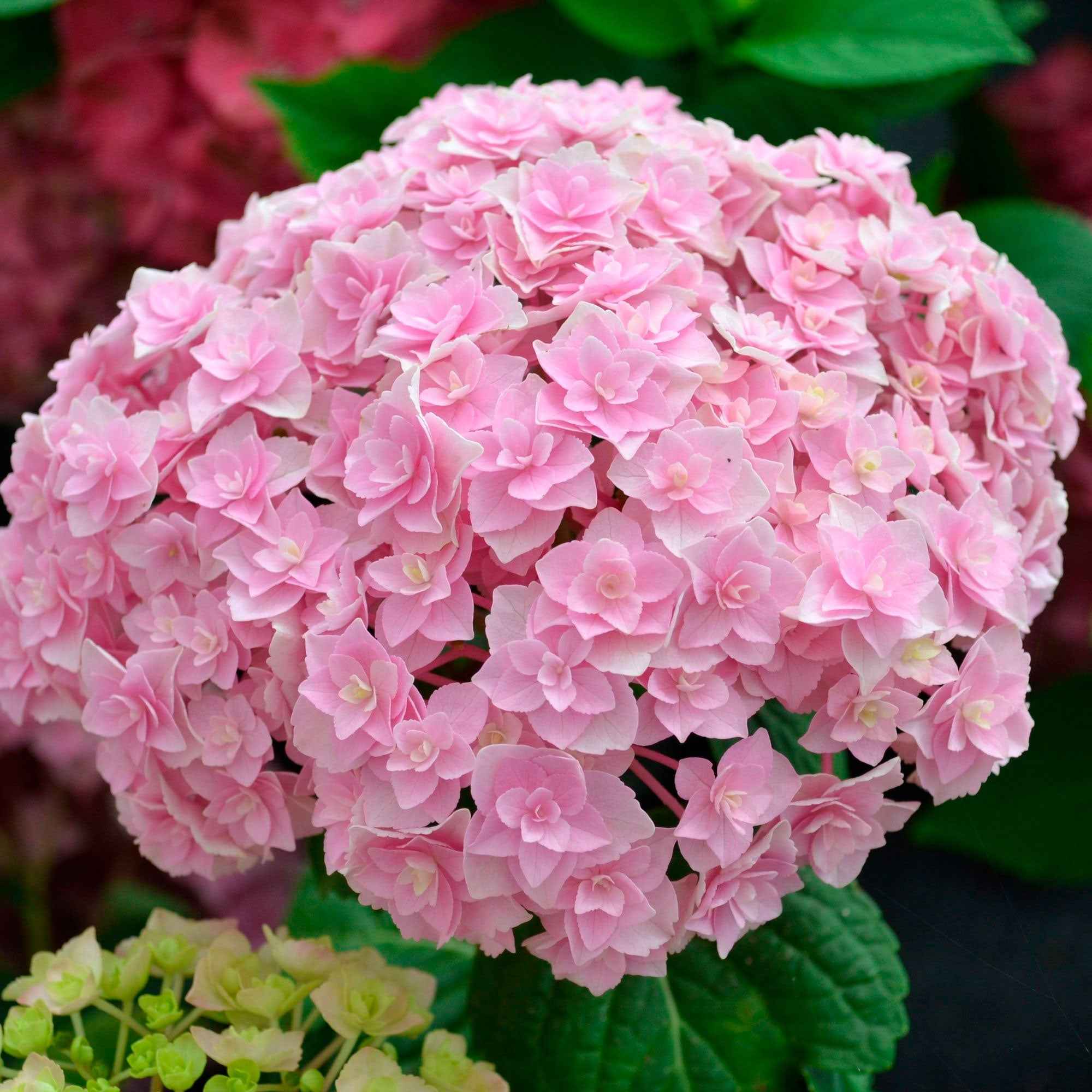 Hortensia 'Doppio Nuvola' - Image 3
