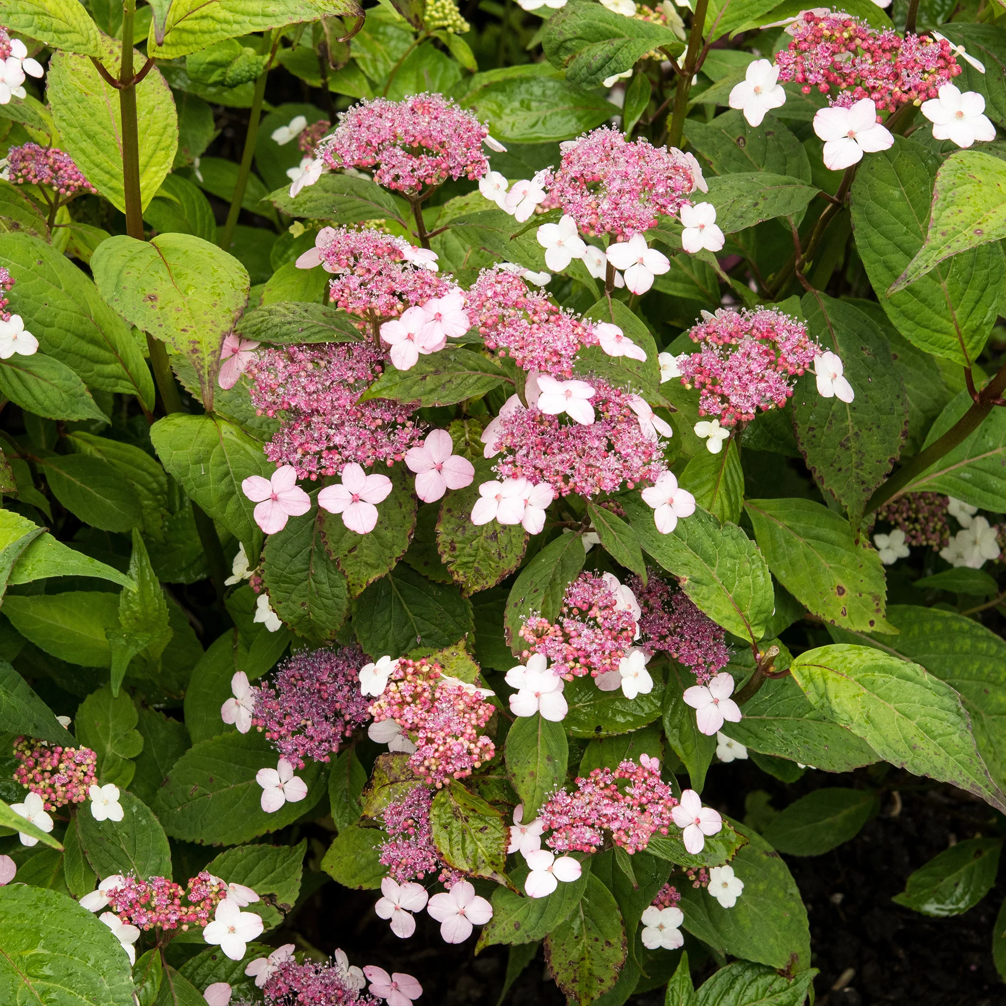 Hortensia été indien - Image 2