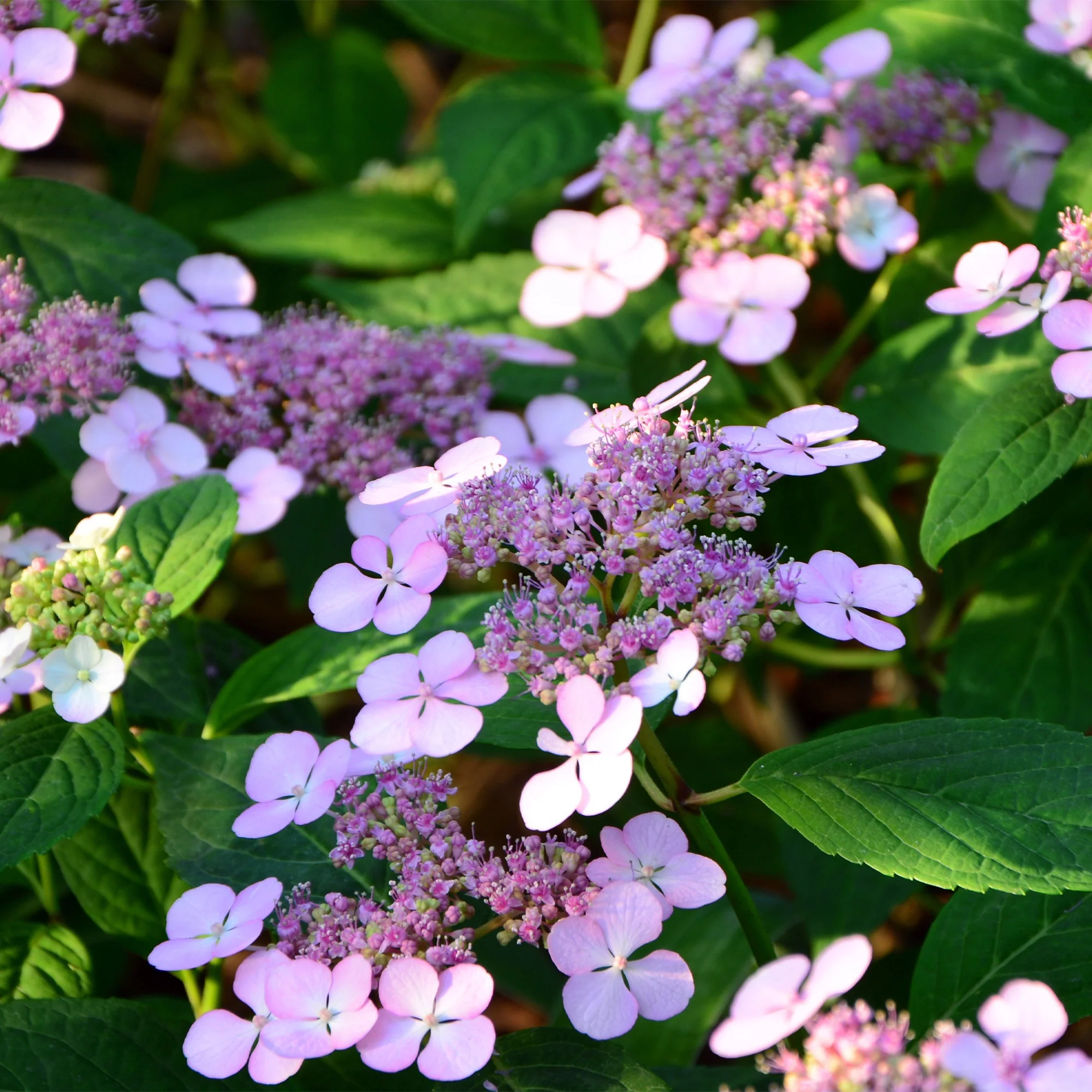 Hortensia été indien - Image 3