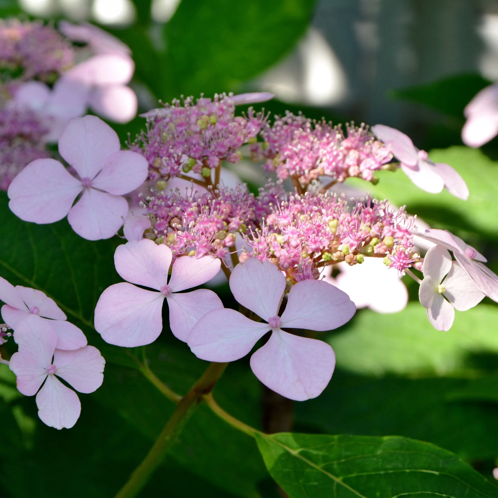 Hortensia été indien - Image 4