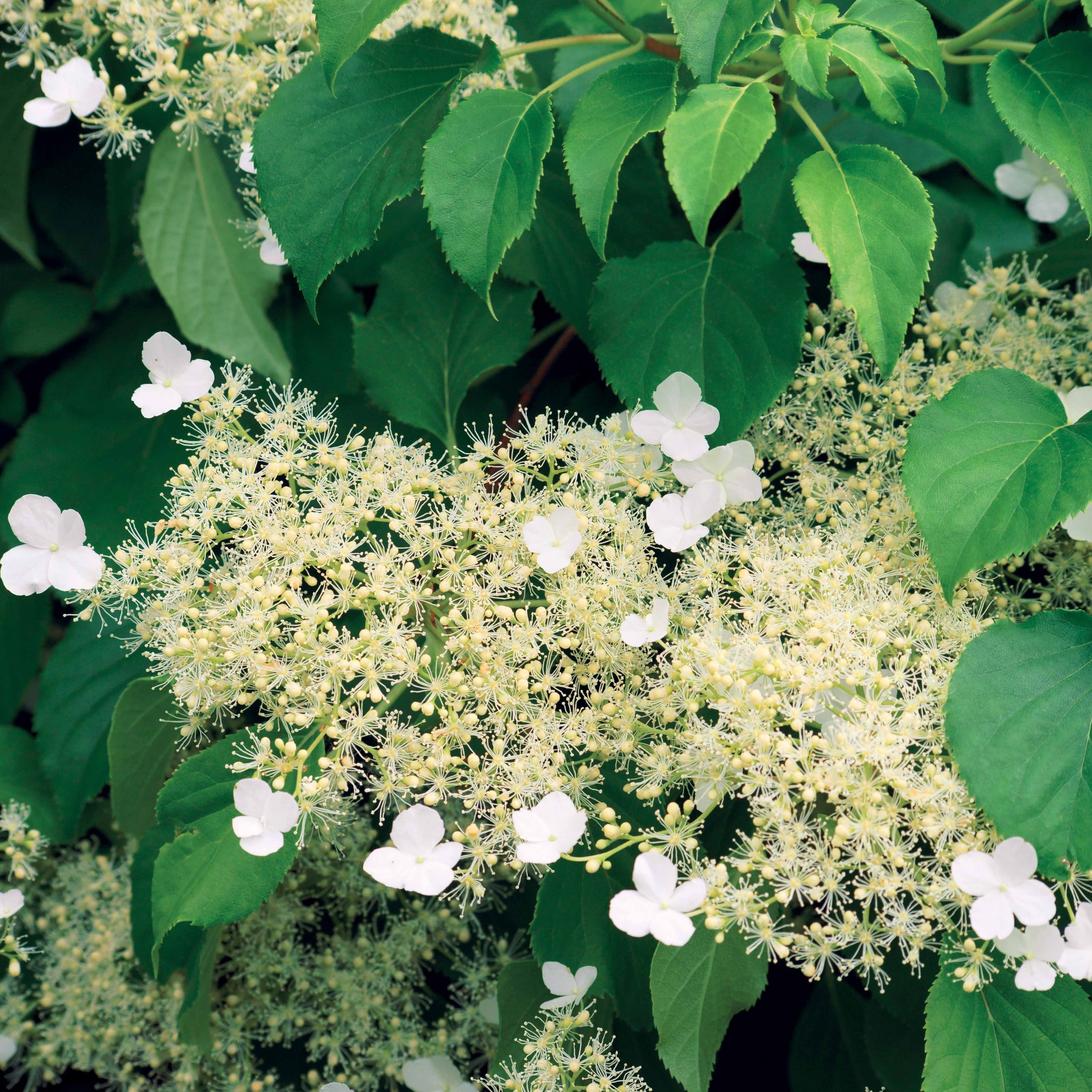 Hortensia grimpant - Image 4