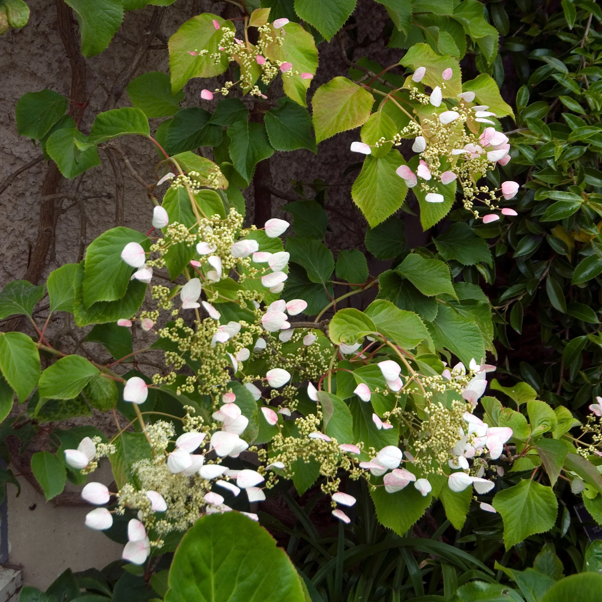 Hortensia grimpant Brookside Little Leaf -  Schizophragma