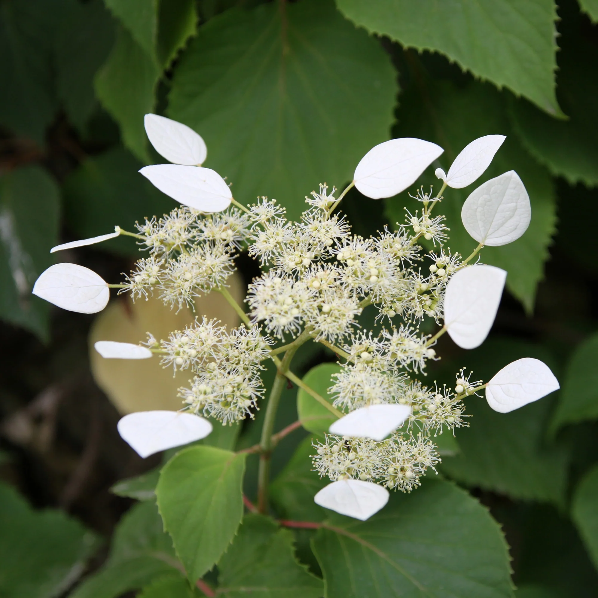 Hortensia grimpant Brookside Little Leaf -  Schizophragma - Image 2
