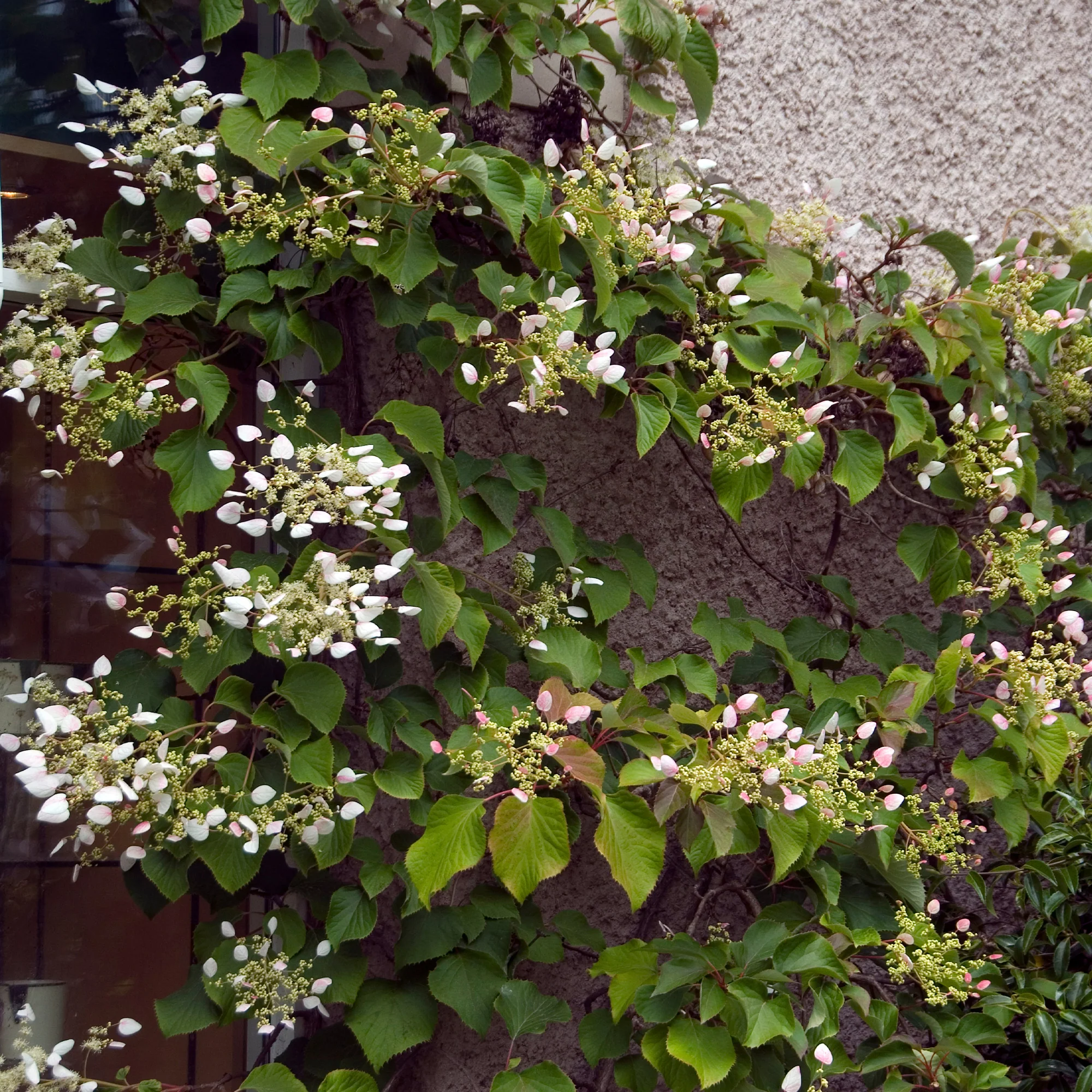 Hortensia grimpant Brookside Little Leaf -  Schizophragma - Image 3