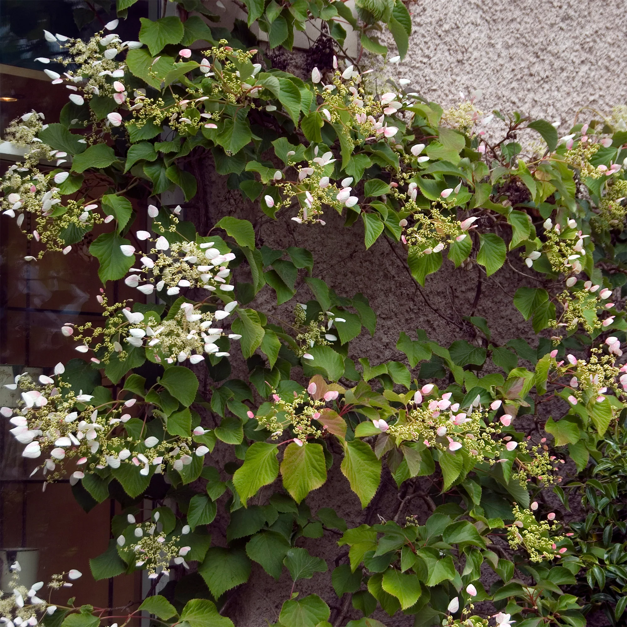 Hortensia grimpant du Japon
