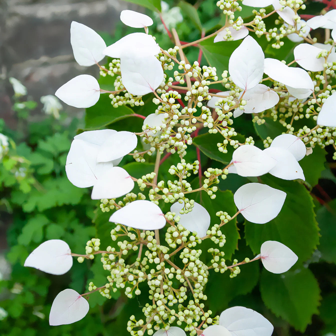 Hortensia grimpant du Japon - Image 2