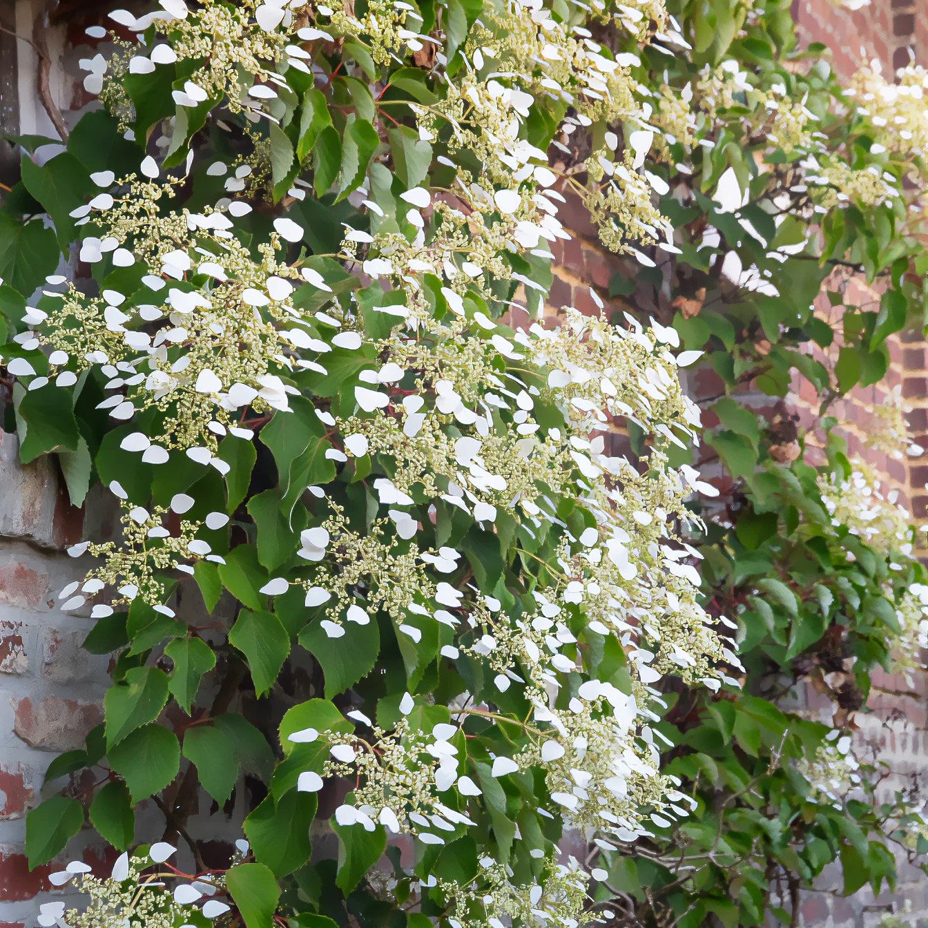 Hortensia grimpant du Japon - Image 3