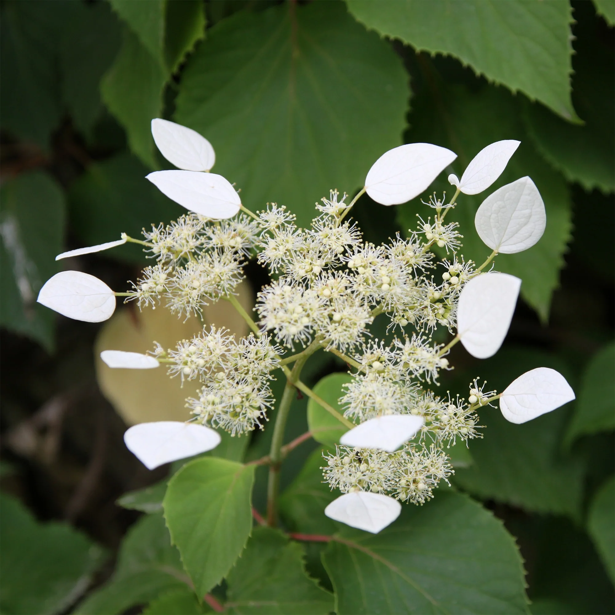 Hortensia grimpant du Japon - Image 4