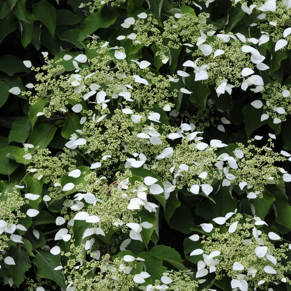 Hortensia grimpant du Japon - Image 5