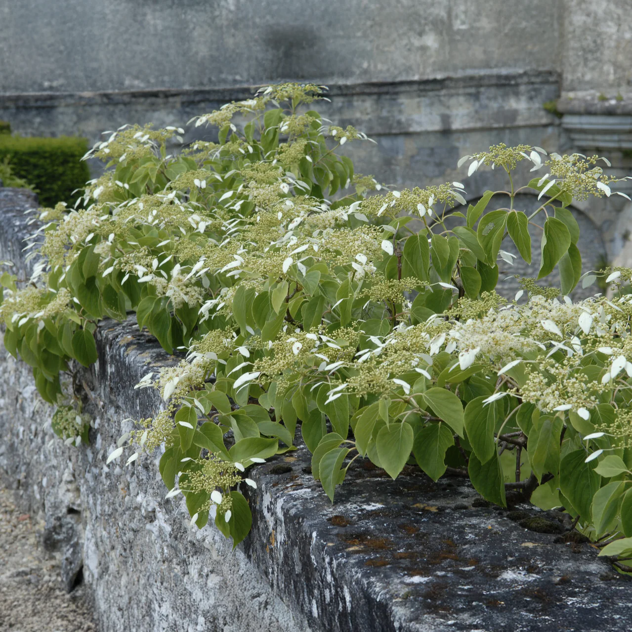Hortensia grimpant du Japon - Image 6