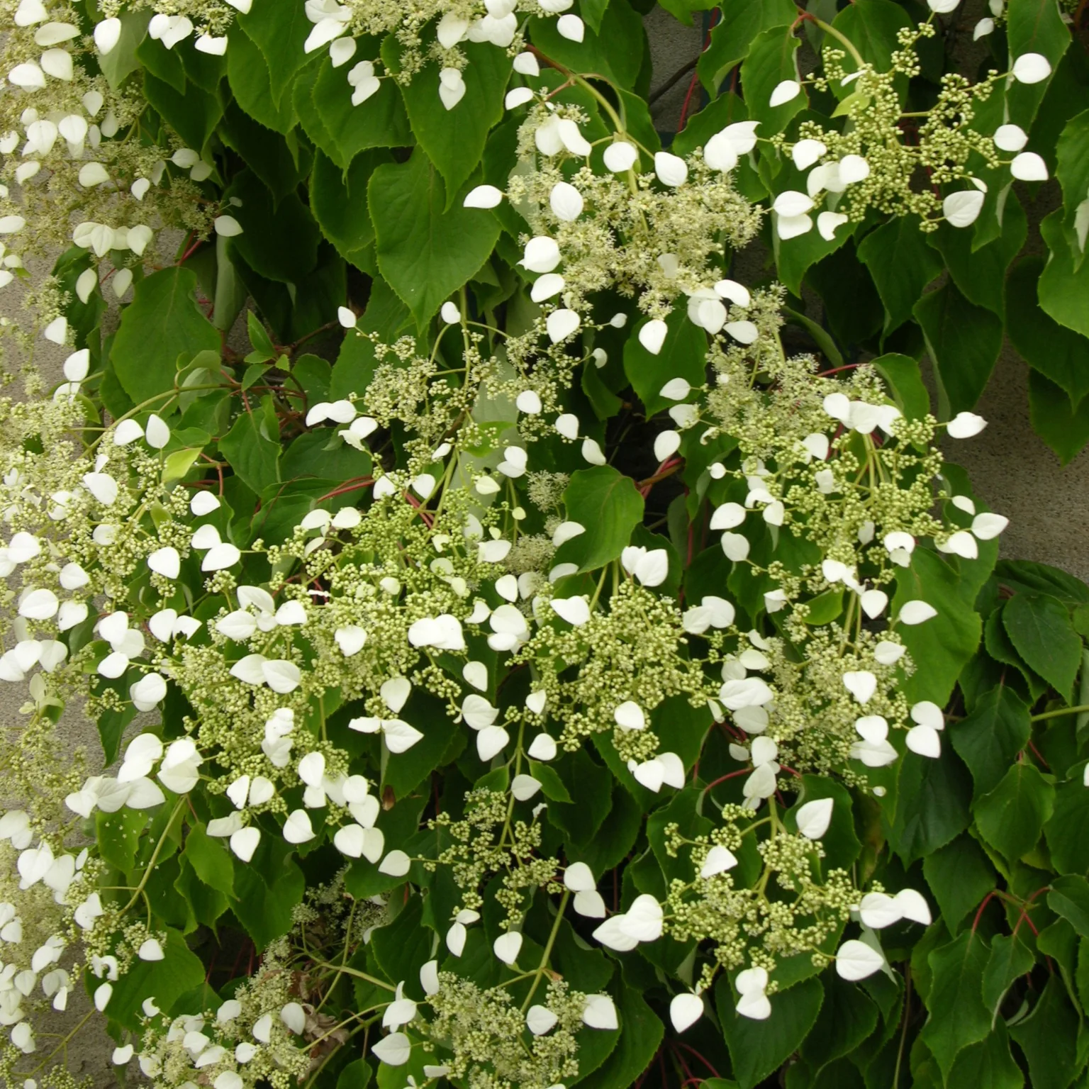 Hortensia grimpant du Japon - Image 7