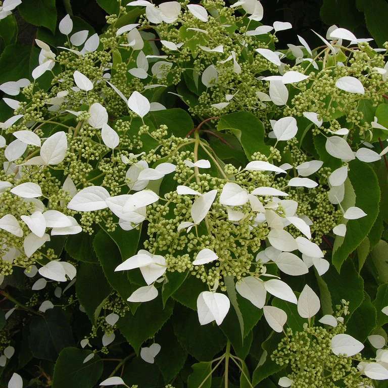 Hortensia grimpant du Japon - Image 8