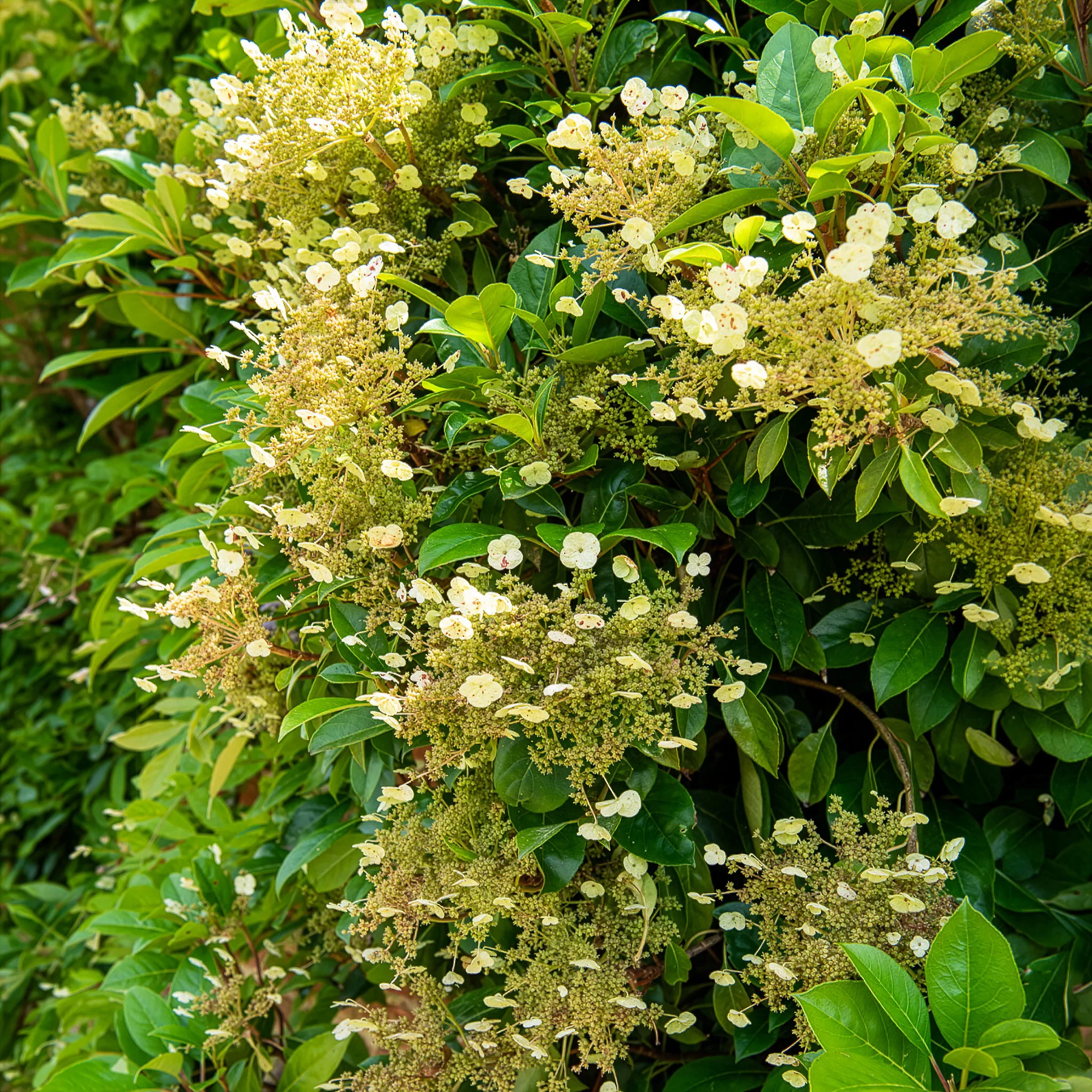Hortensia grimpant et persistant - Image 2