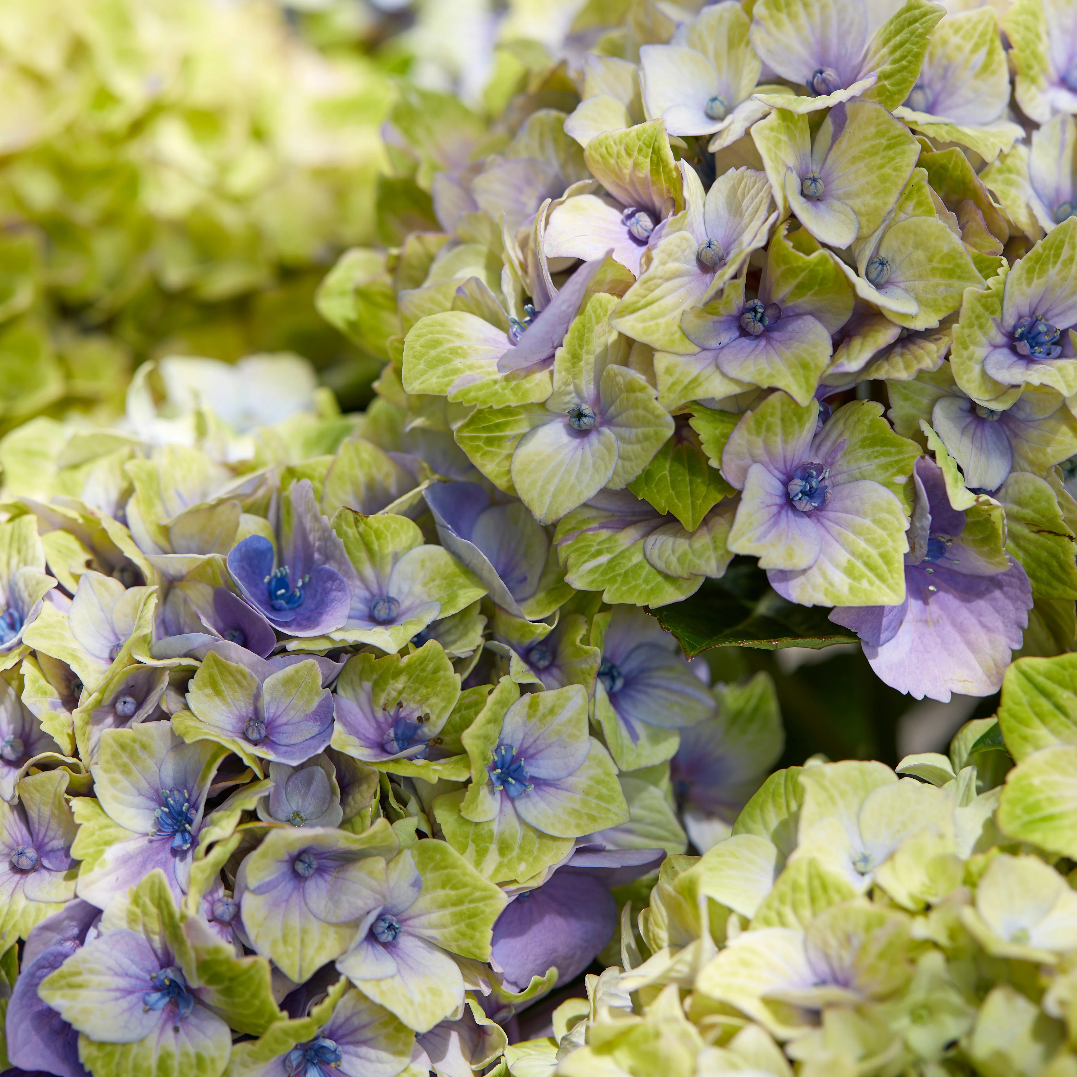 Hortensia 'Jewel' - Image 3