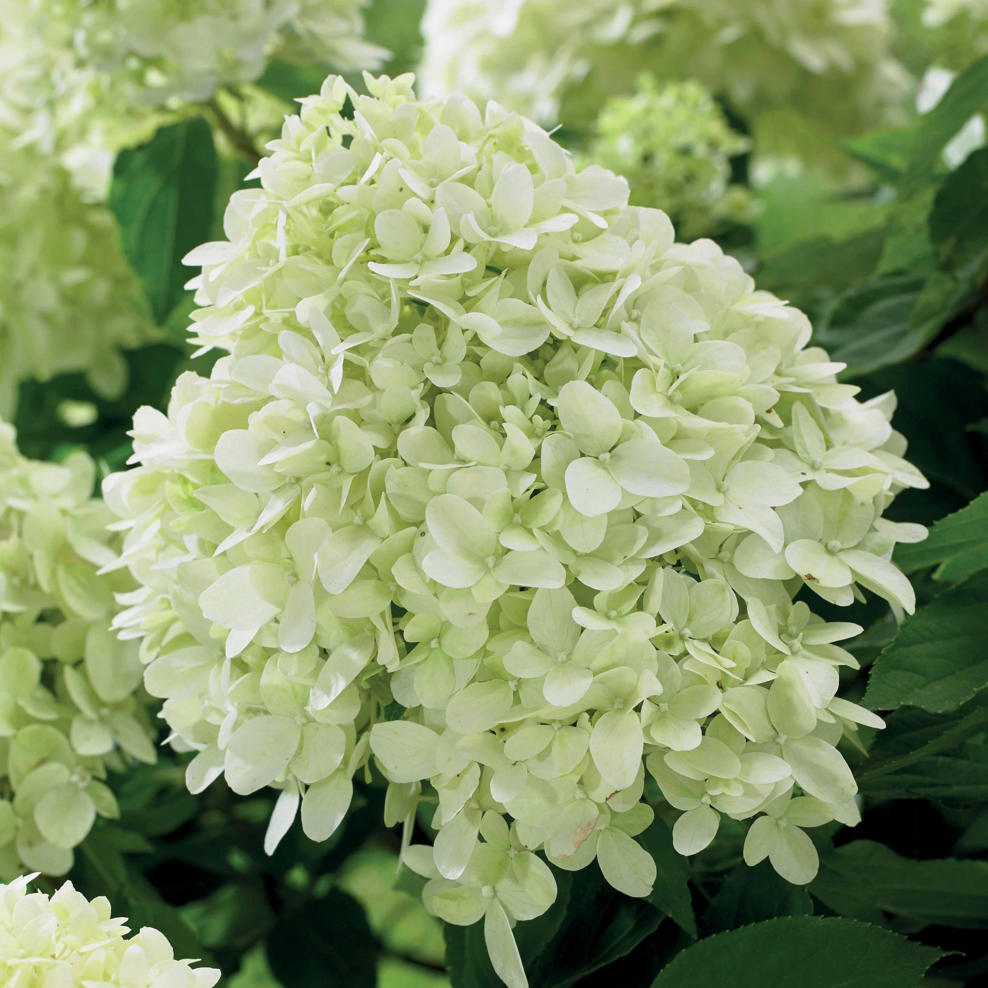 Hortensia 'Little Spooky'