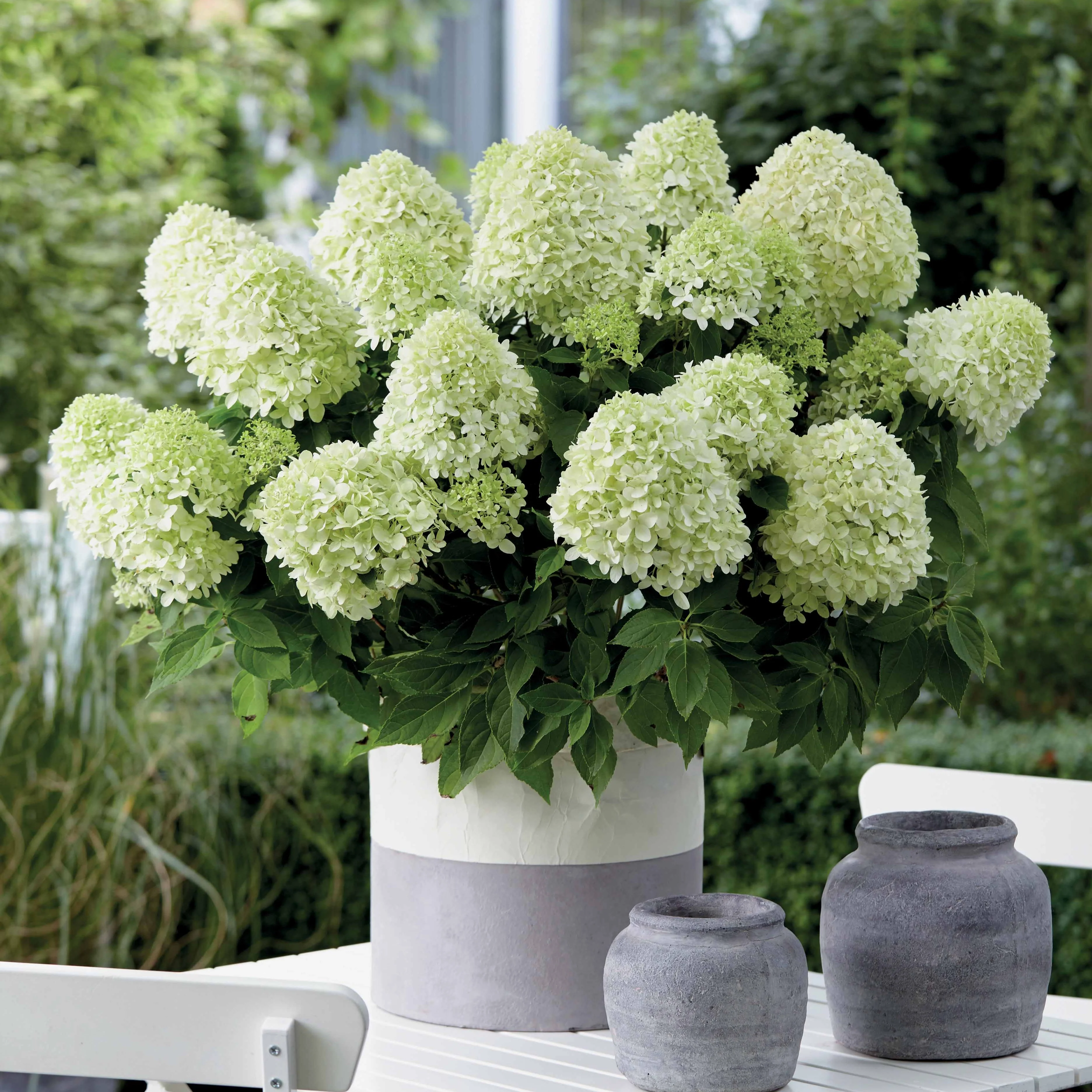 Hortensia 'Little Spooky' - Image 2