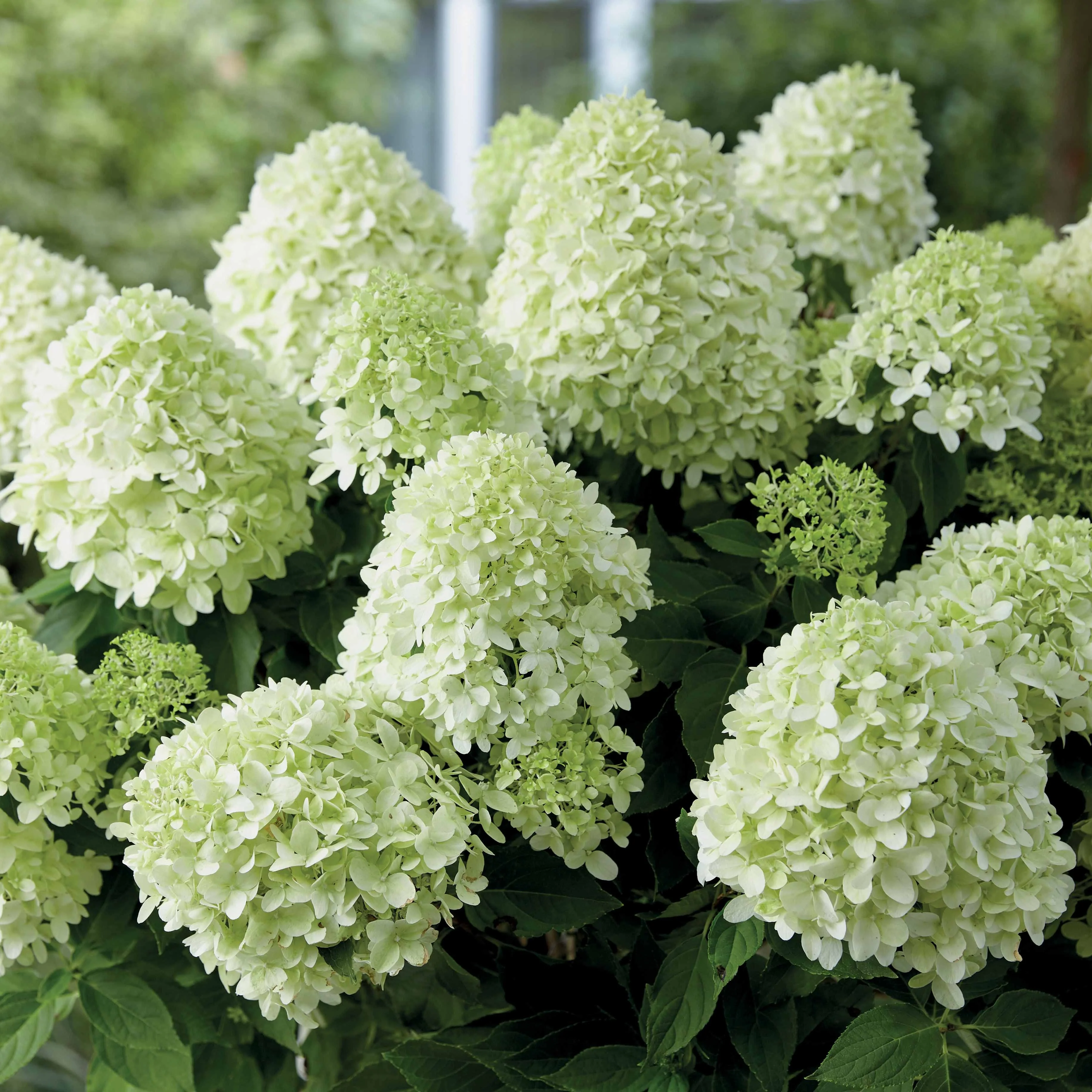 Hortensia 'Little Spooky' - Image 3
