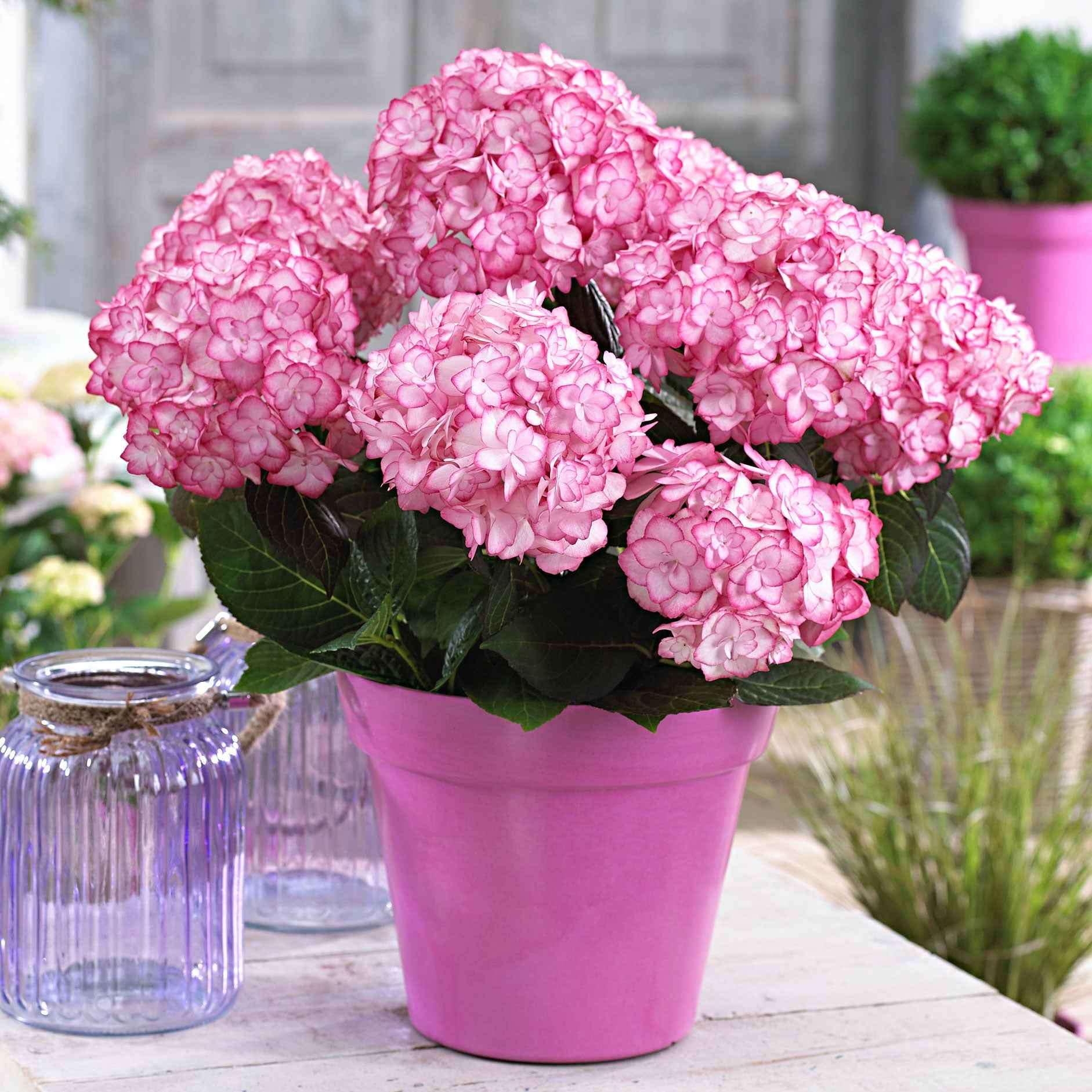 Hortensia 'Miss Saori'